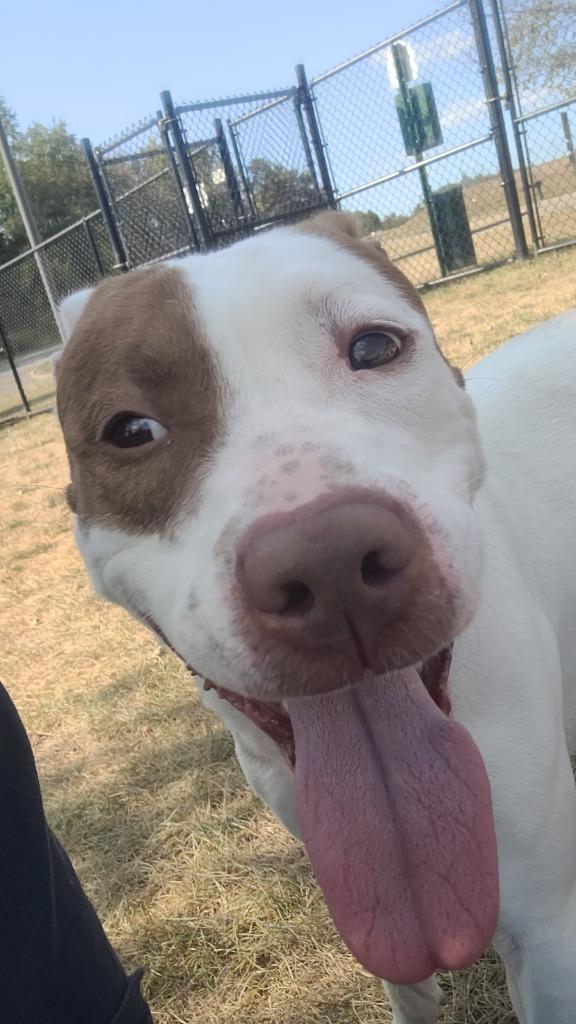 SNICKERS, Adoptable, Adult Female Terrier.