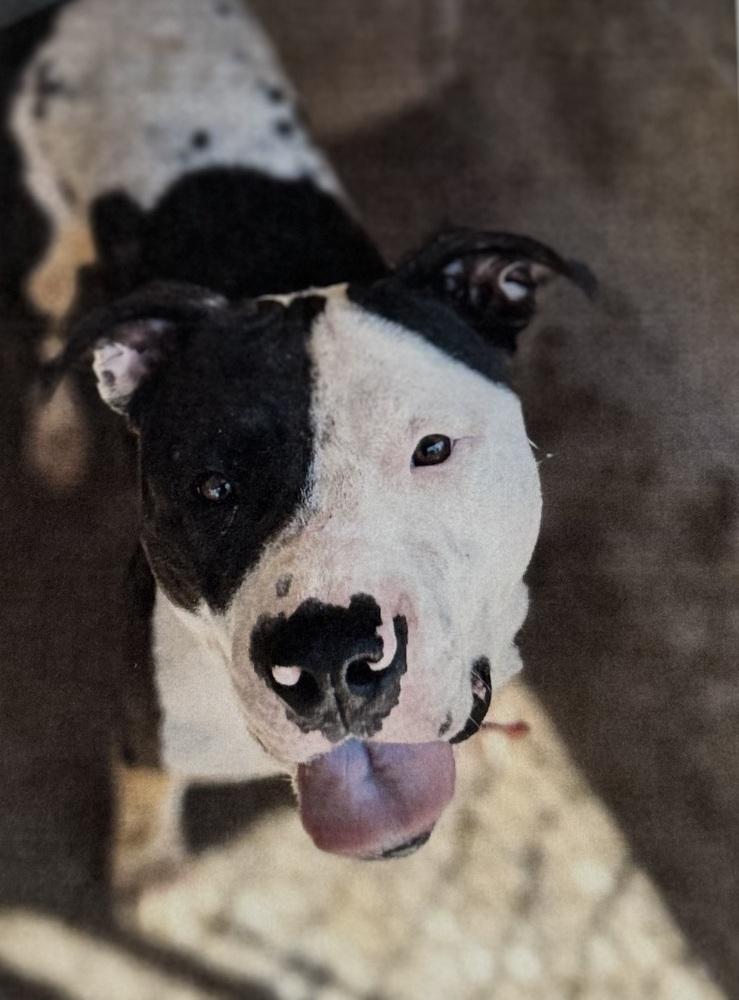 Clarabelle photo