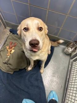 Enlarge Huntzberger, a Adoptable mixed breed in Richmond, VA image 1/2