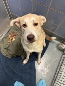 Enlarge Huntzberger, a Adoptable mixed breed in Richmond, VA image 2/2