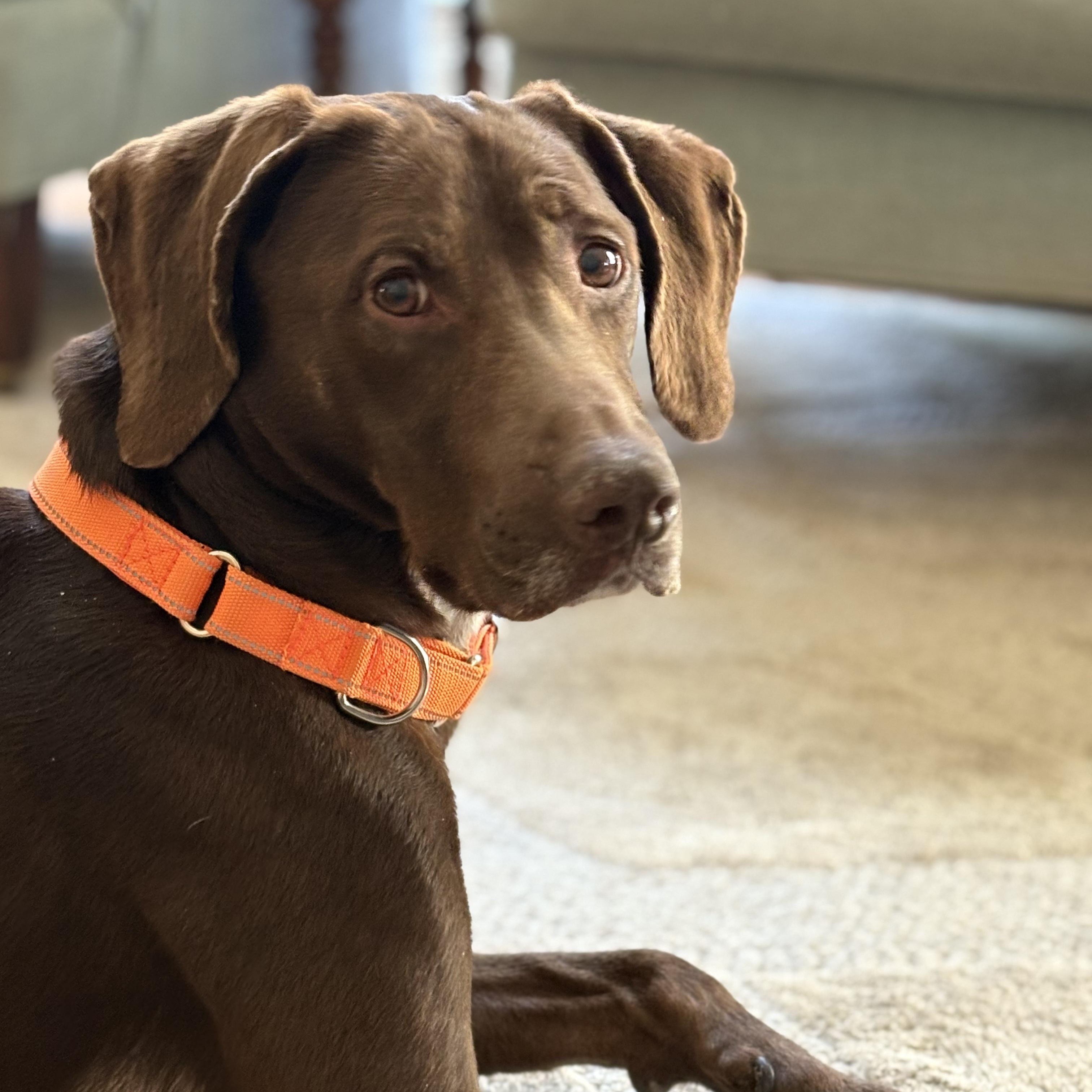 Bailey, Adoptable, Adult Female German Shorthaired Pointer.