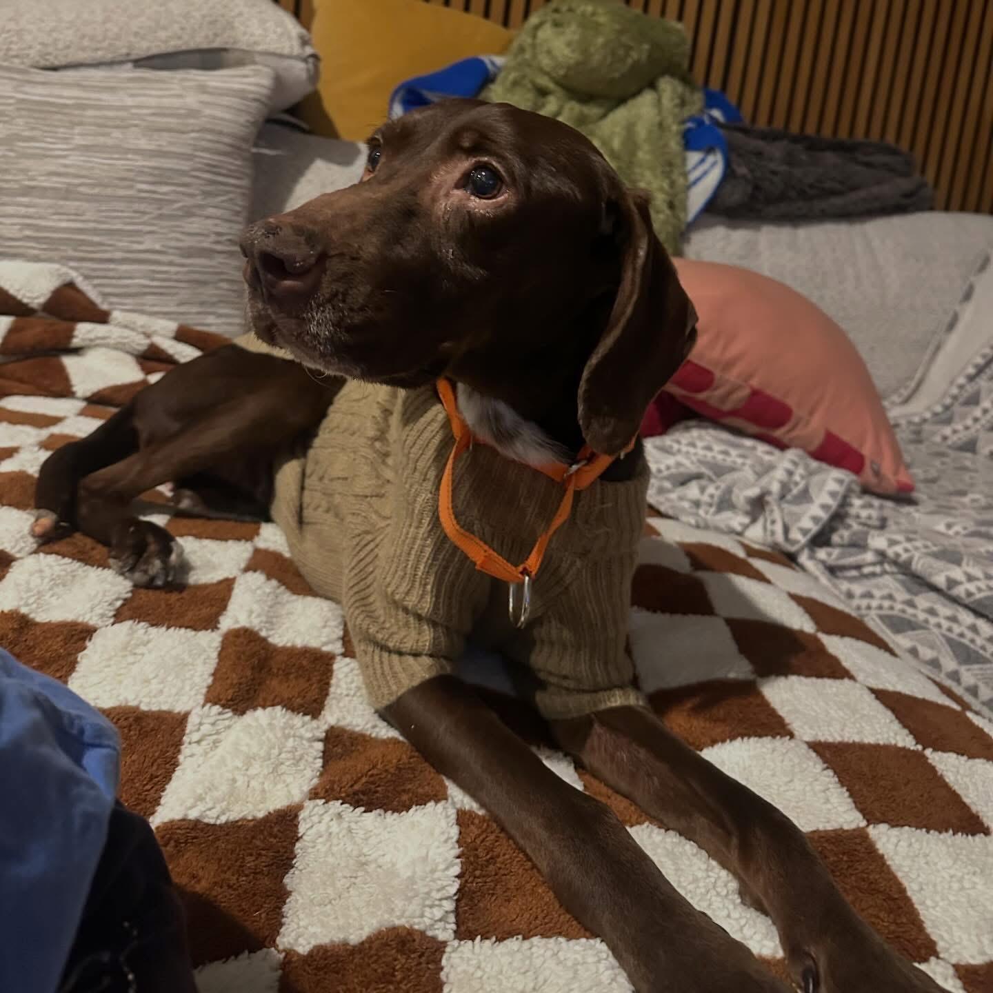 Bailey, Adoptable, Adult Female German Shorthaired Pointer.