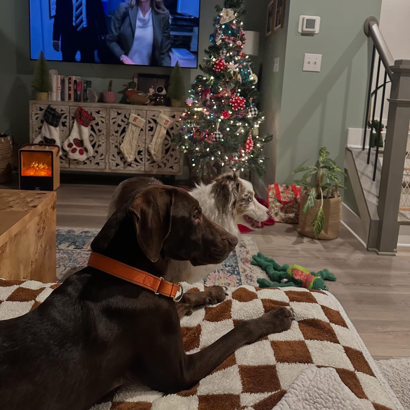 Enlarge Bailey, a Adoptable mixed breed in Charlotte, NC image 2/6