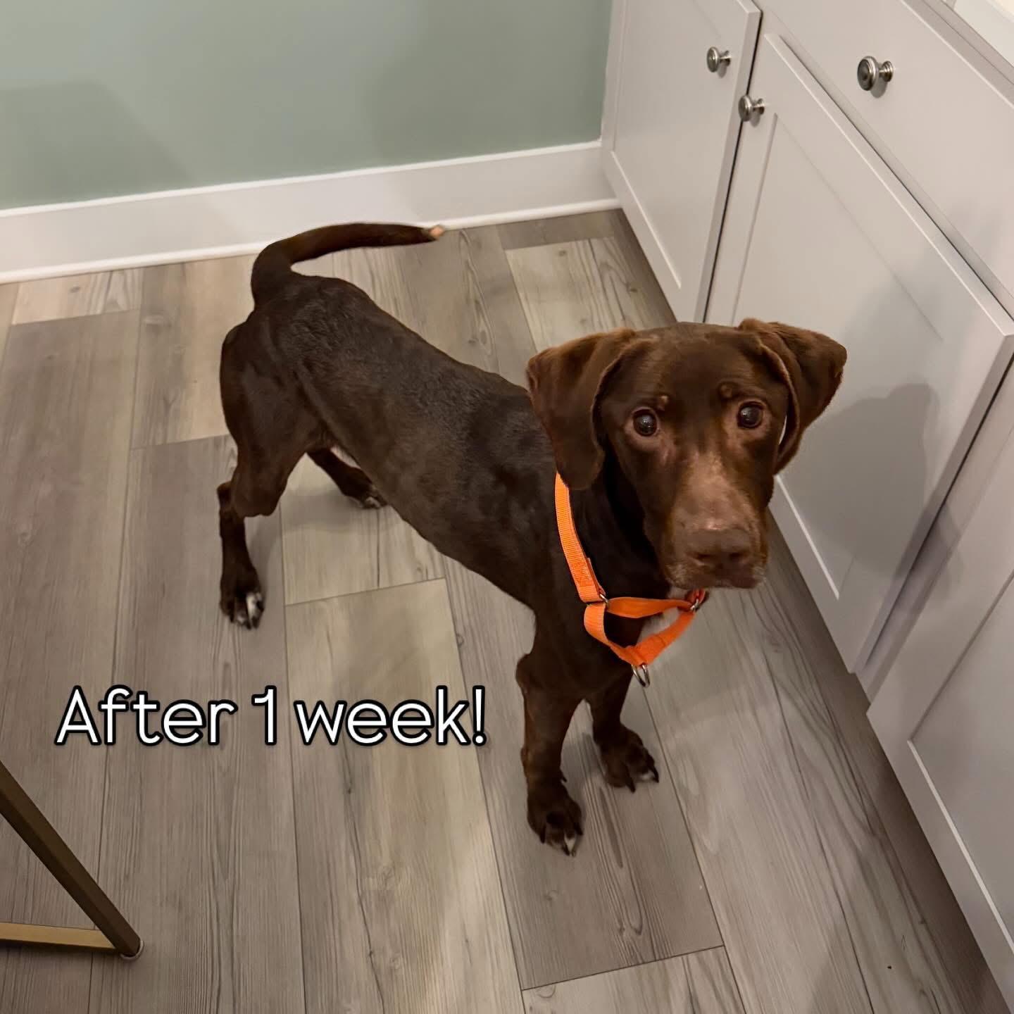 Enlarge Bailey, a Adoptable mixed breed in Charlotte, NC image 6/6