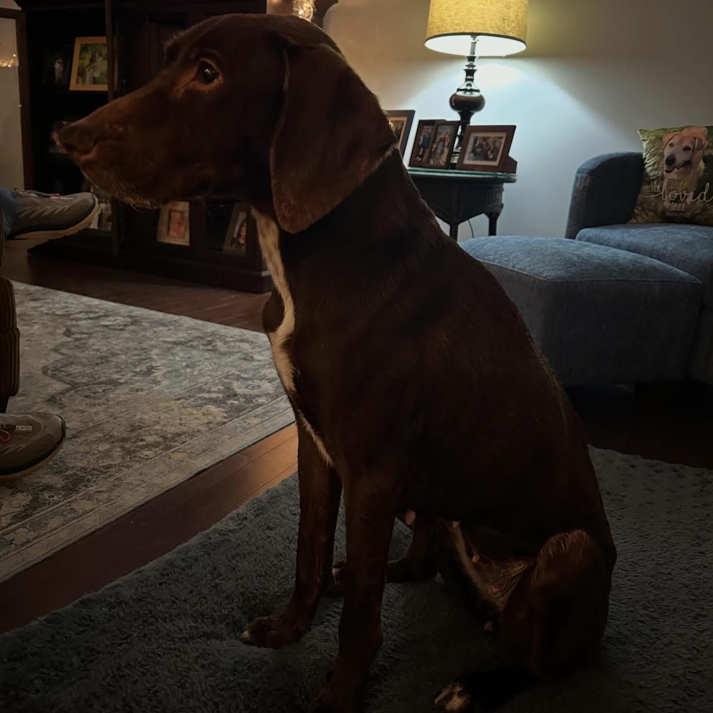 Enlarge Bailey, a Adoptable mixed breed in Charlotte, NC image 5/6