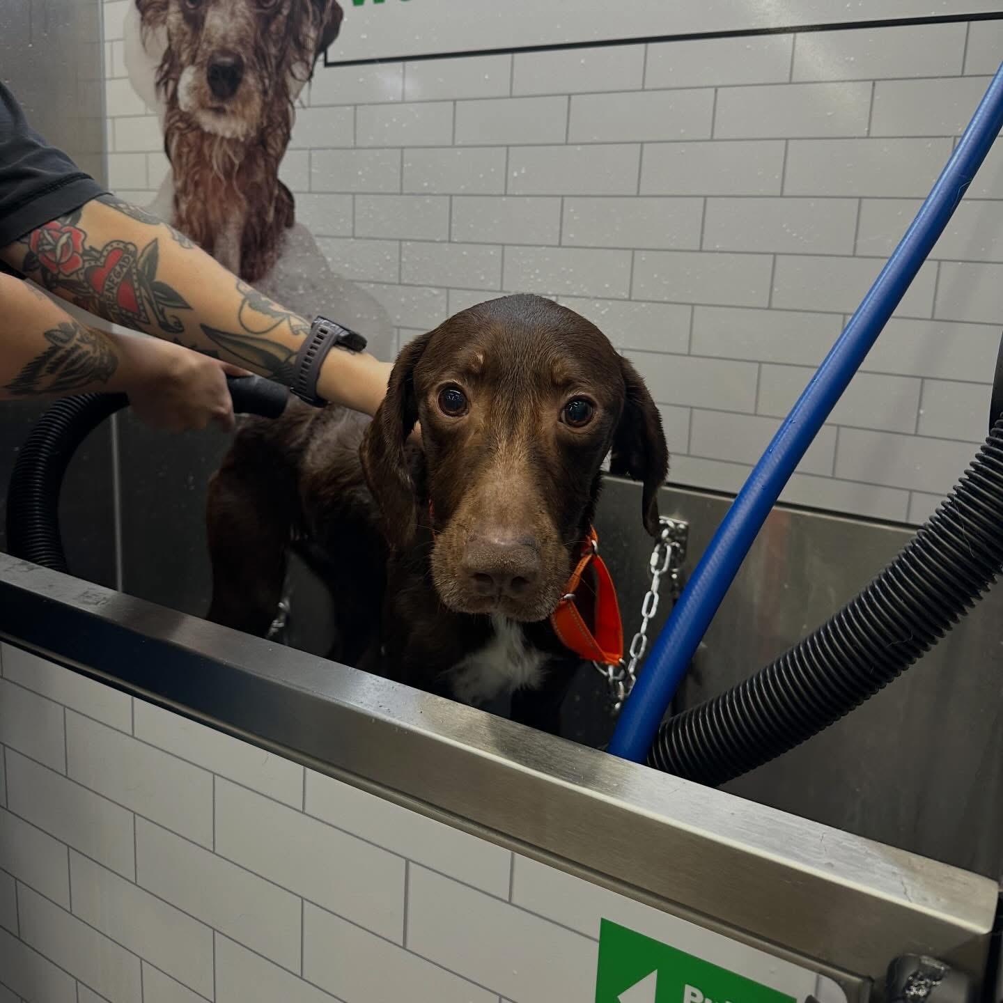 Enlarge Bailey, a Adoptable mixed breed in Charlotte, NC image 3/6