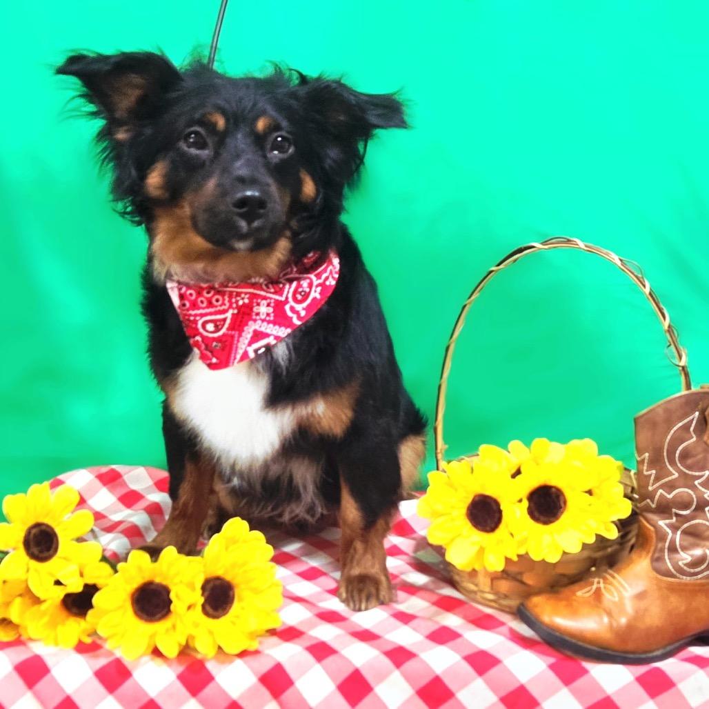 Enlarge NKY-Stray-290, a Adoptable mixed breed in Melbourne, KY image 1/1