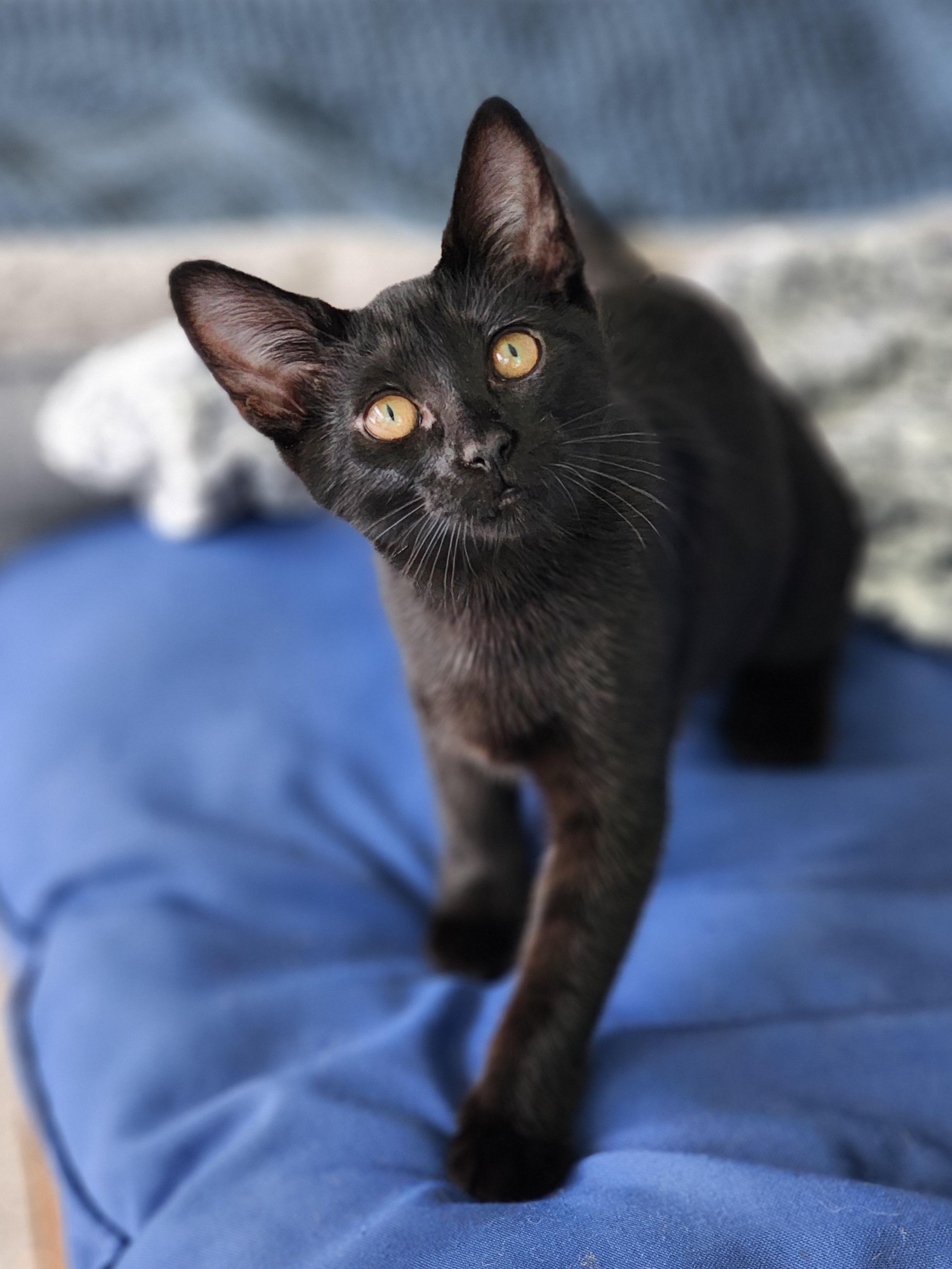 Clara Belle