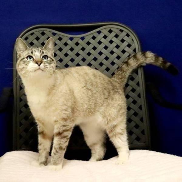 Ravi, Adoptable, Adult Male Snowshoe.