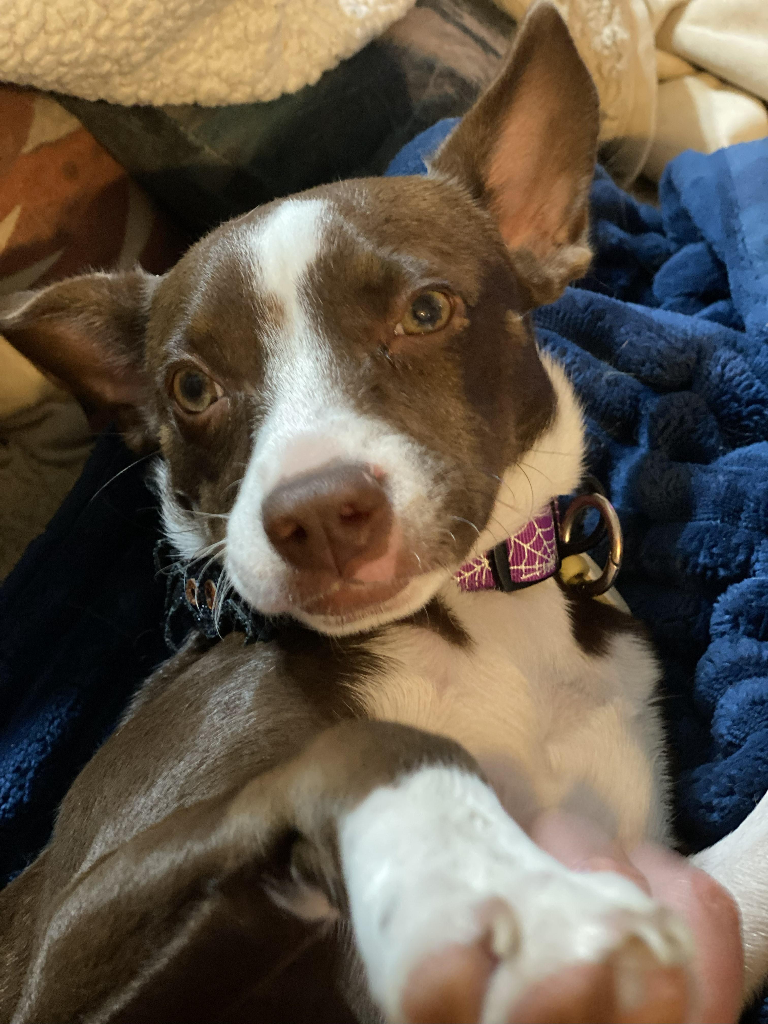 Essence, a Adopted mixed breed in Rocklin , CA image 3/6