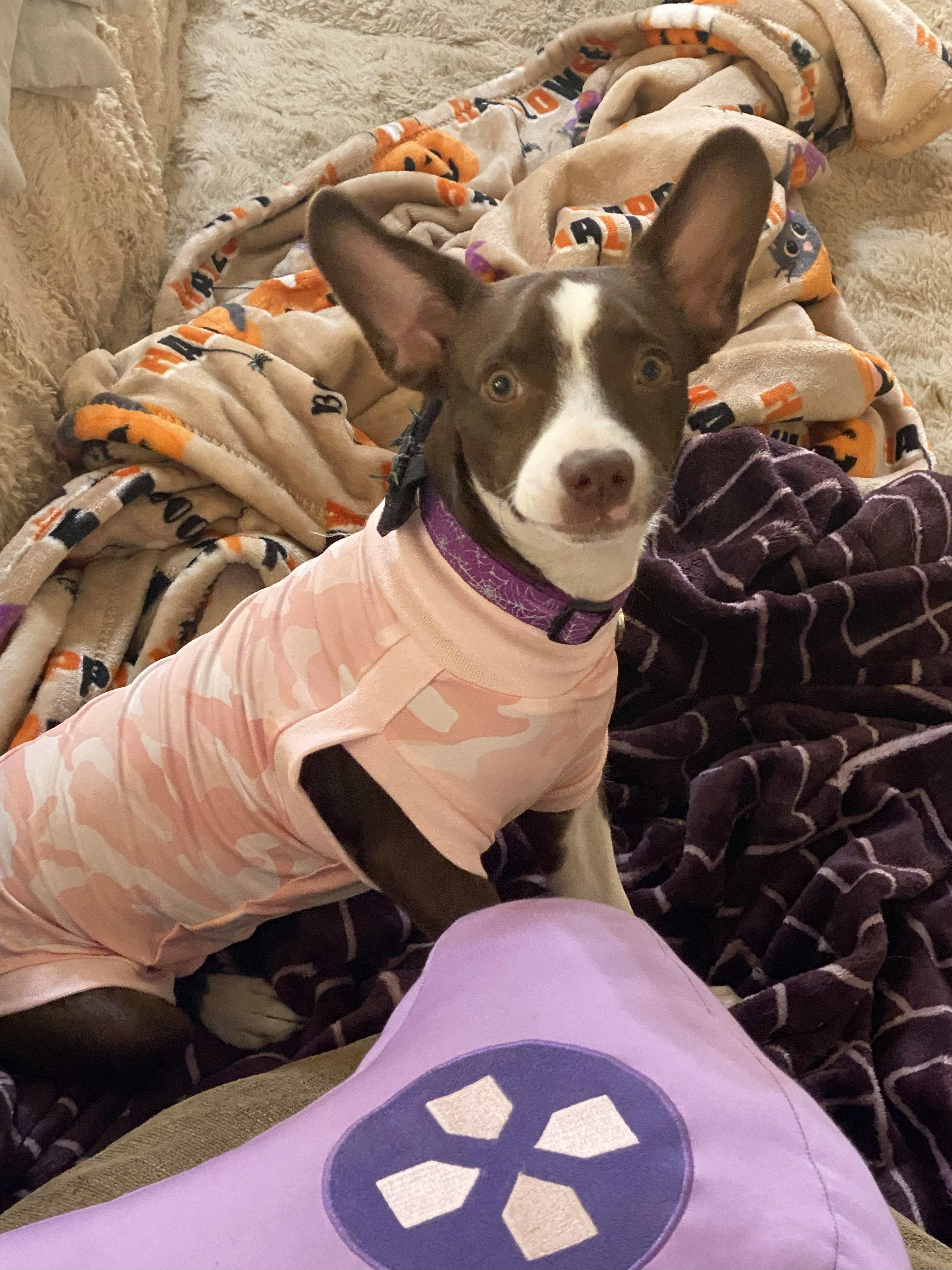 Essence, Adopted, Puppy Female Chihuahua & Jack Russell Terrier.