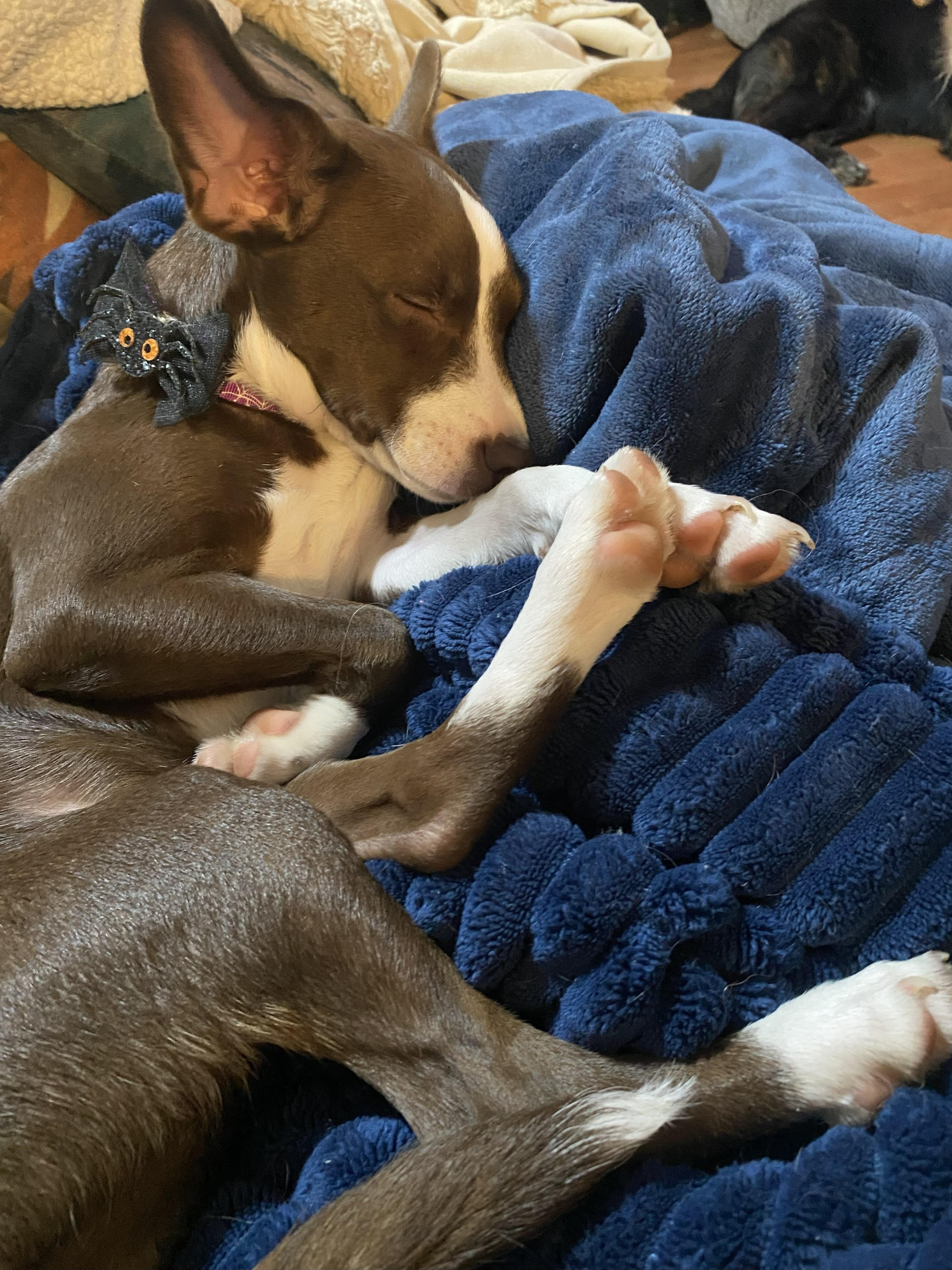 Essence, a Adopted mixed breed in Rocklin , CA image 4/6