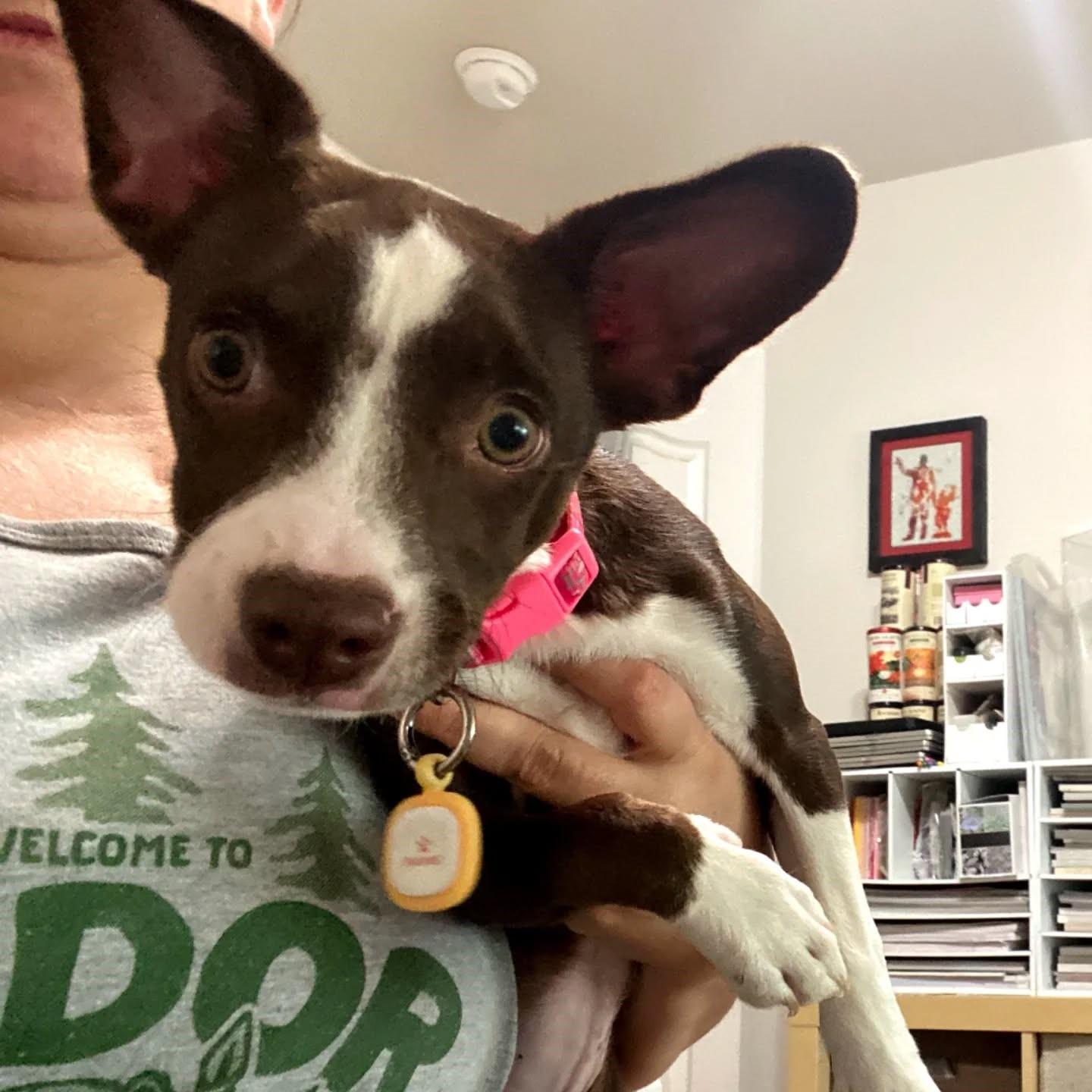 Essence, a Adopted mixed breed in Rocklin , CA image 5/6