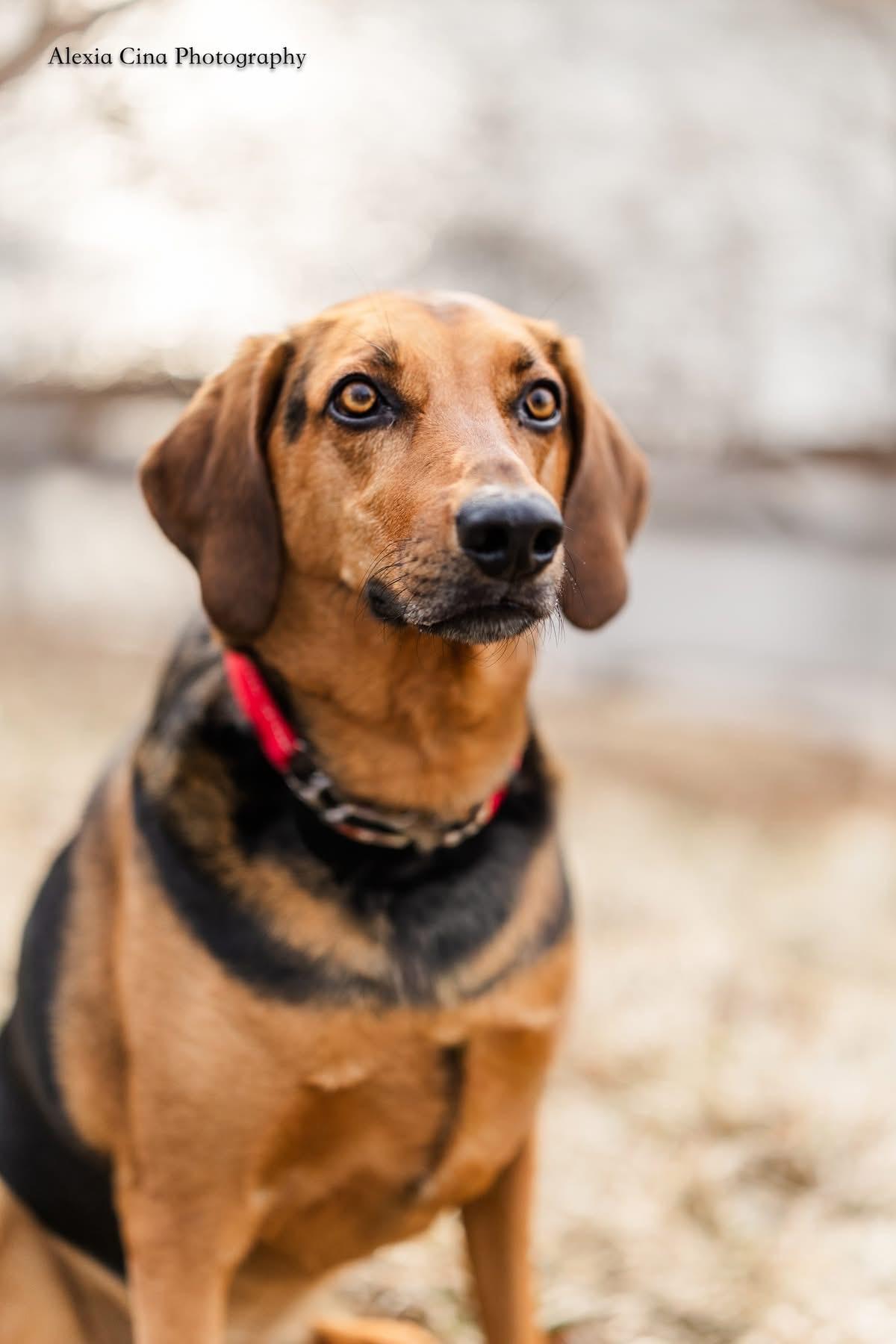 Enlarge Zuko, a ADOPTABLE mixed breed in Drumbo, ON image 4/4
