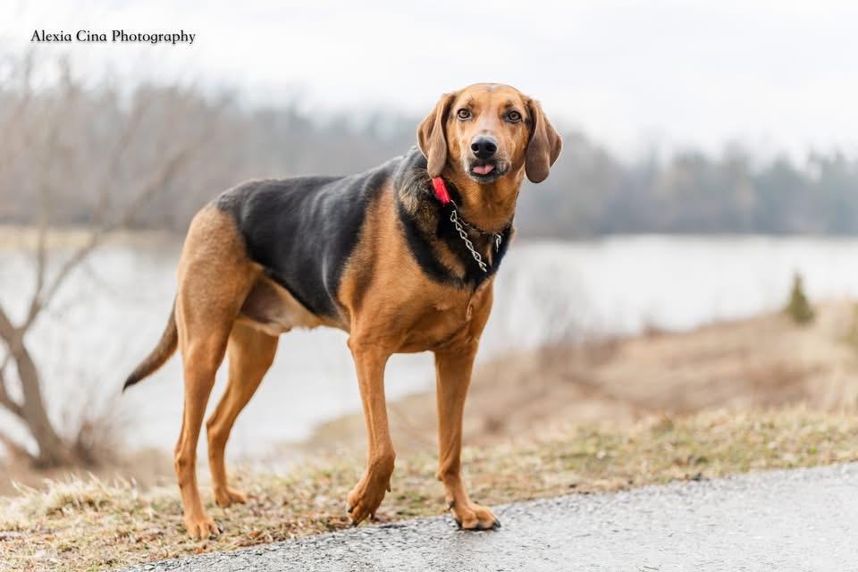 Enlarge Zuko, a ADOPTABLE mixed breed in Drumbo, ON image 1/4