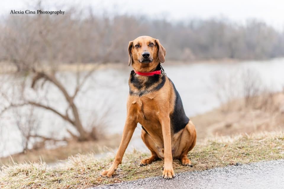 Enlarge Zuko, a ADOPTABLE mixed breed in Drumbo, ON image 3/4