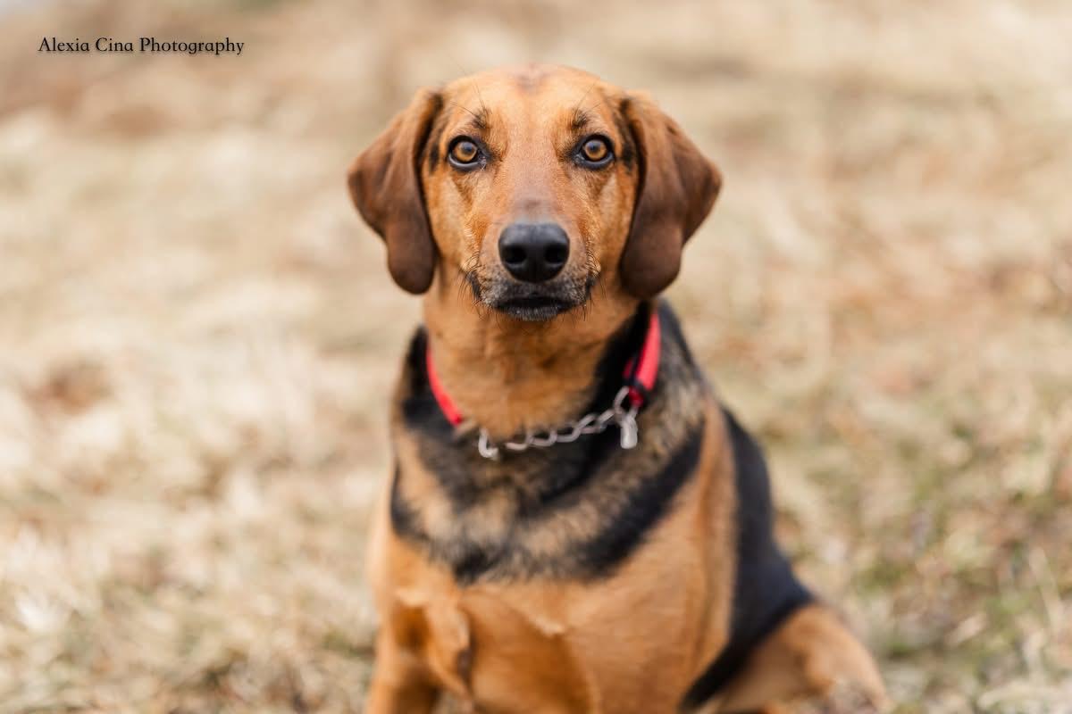 Enlarge Zuko, a ADOPTABLE mixed breed in Drumbo, ON image 2/4