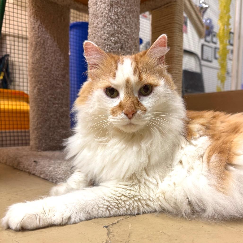 Revolver (Revo), Adoptable, Senior Male Domestic Long Hair.