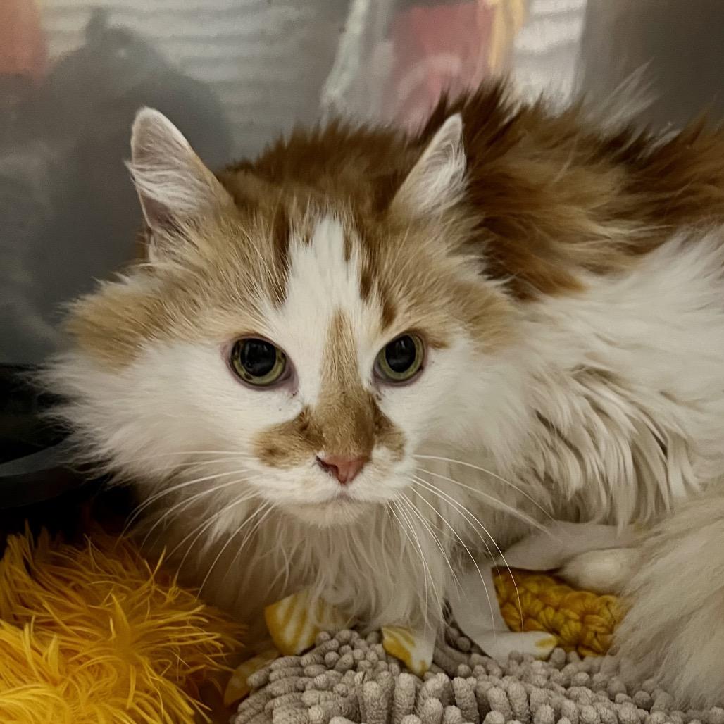 Enlarge Revolver (Revo), a Adoptable Domestic Long Hair in Morgan Hill, CA image 3/4