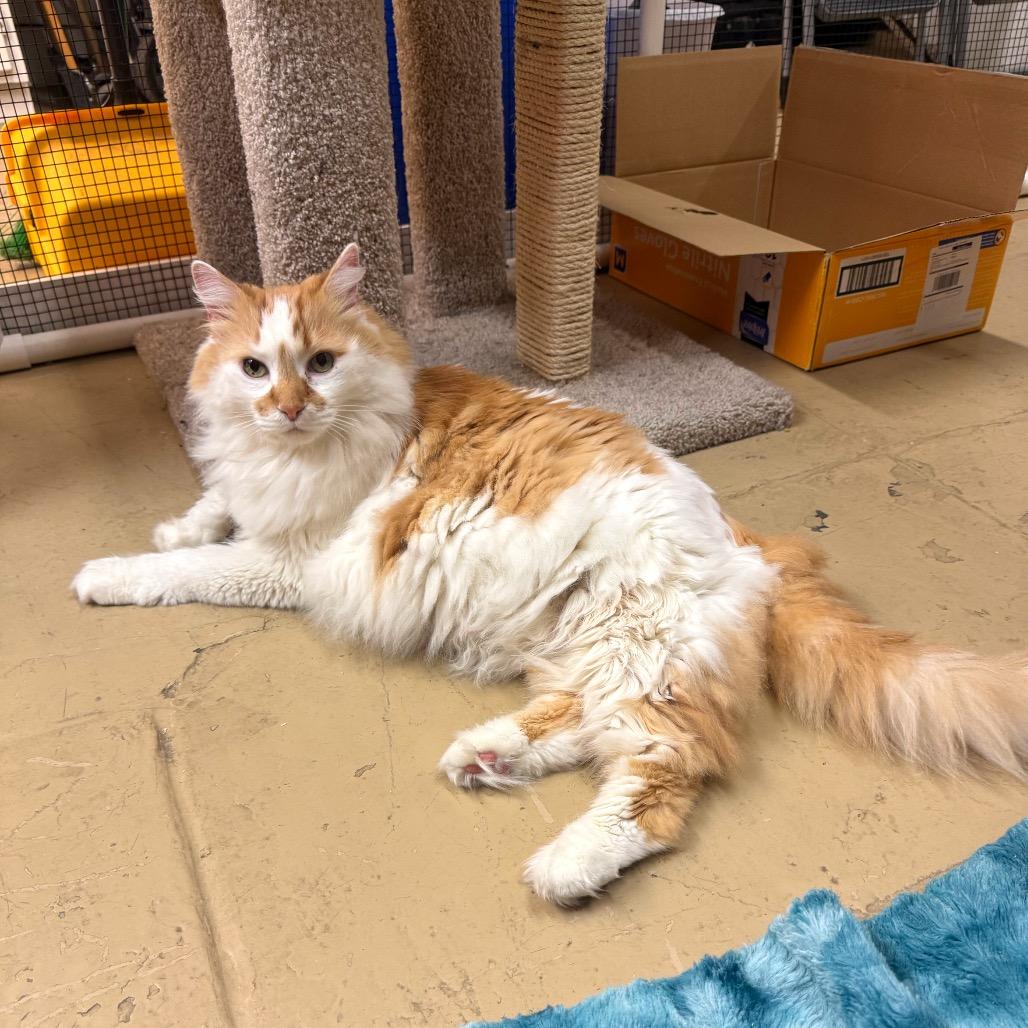 Enlarge Revolver (Revo), a Adoptable Domestic Long Hair in Morgan Hill, CA image 4/4