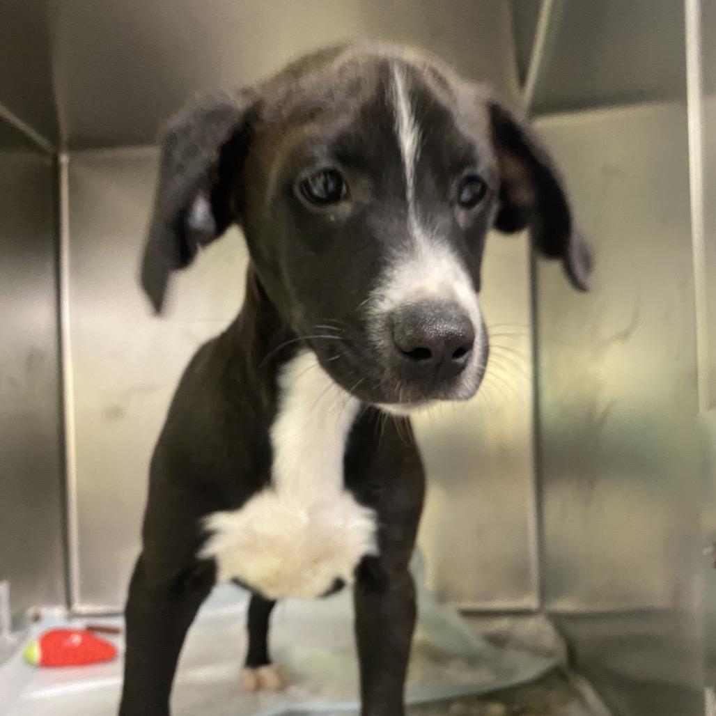 Enlarge Ozzy, a Adoptable Mixed Breed in Charleston, WV image 1/4