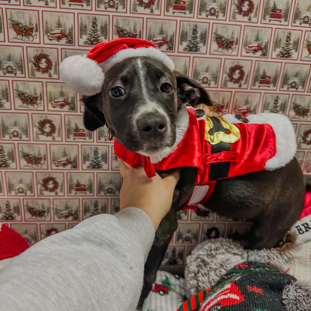 Enlarge Ozzy, a Adoptable Mixed Breed in Charleston, WV image 2/4