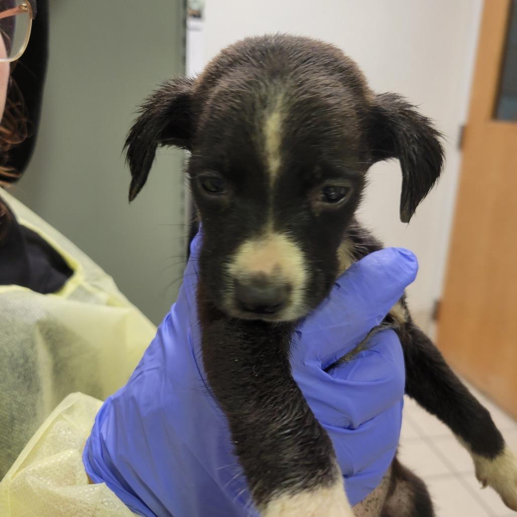 Enlarge Ozzy, a Adoptable Mixed Breed in Charleston, WV image 3/4