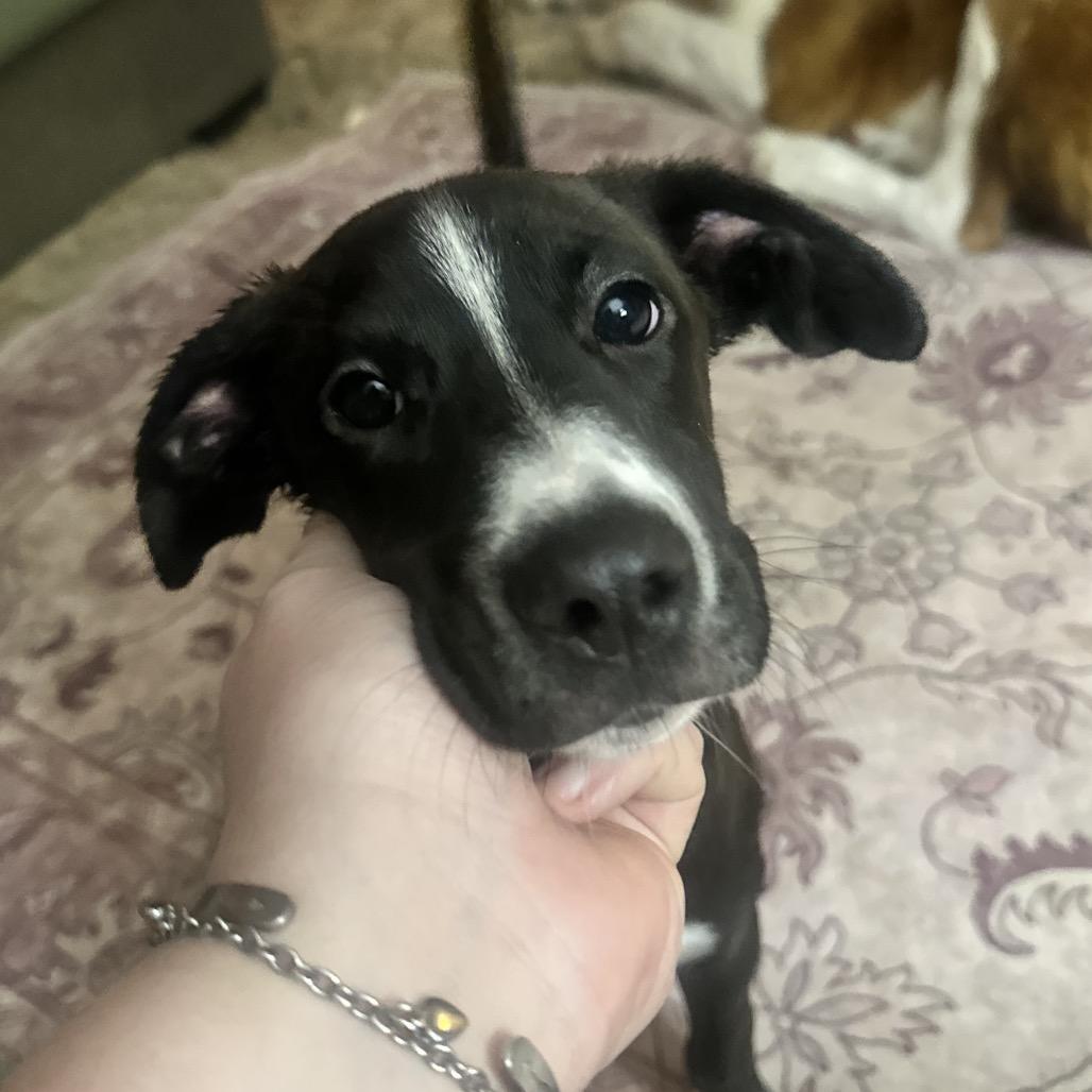 Enlarge Ozzy, a Adoptable Mixed Breed in Charleston, WV image 4/6