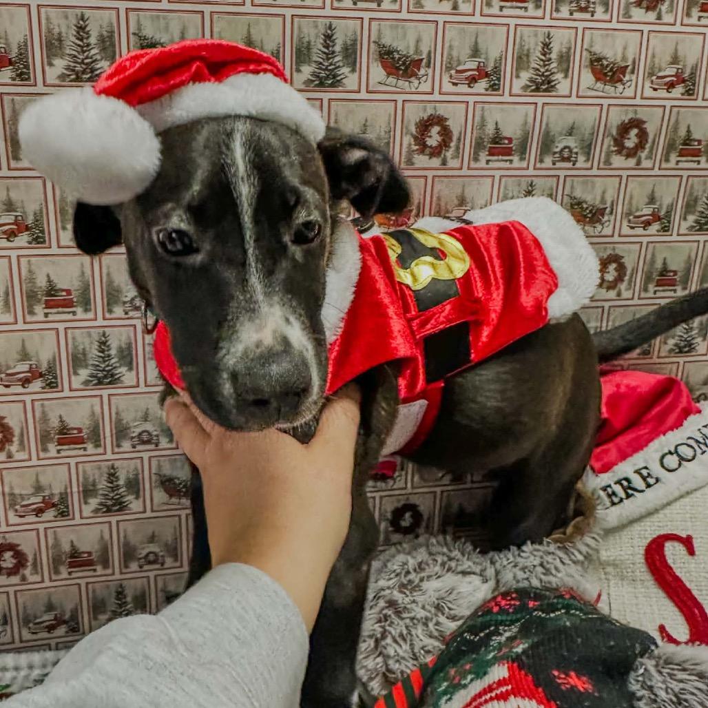 Enlarge Ozzy, a Adoptable Mixed Breed in Charleston, WV image 4/4