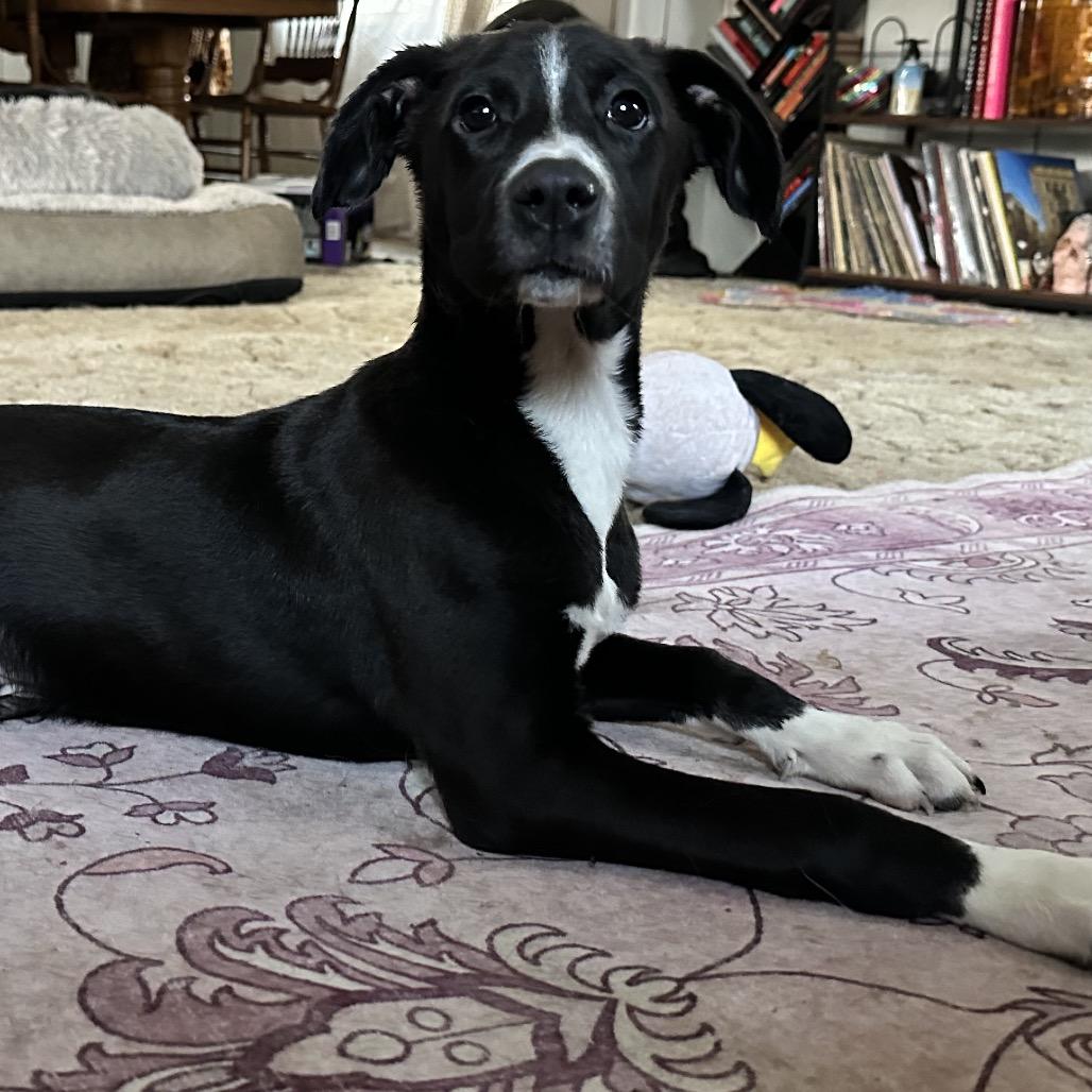 Enlarge Ozzy, a Adoptable Mixed Breed in Charleston, WV image 6/6