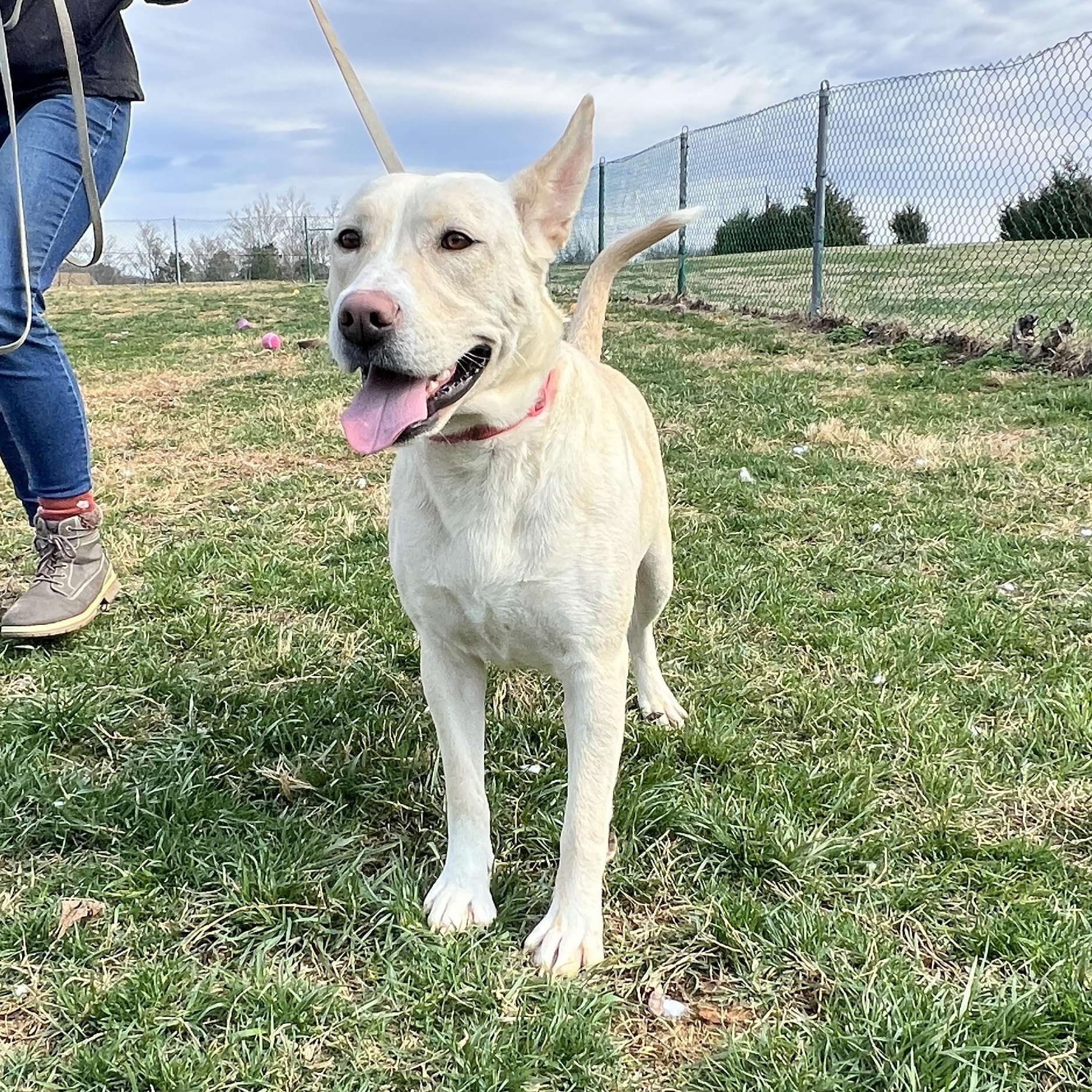 Nala, a ADOPTABLE Husky in Culpeper, VA image 2/6