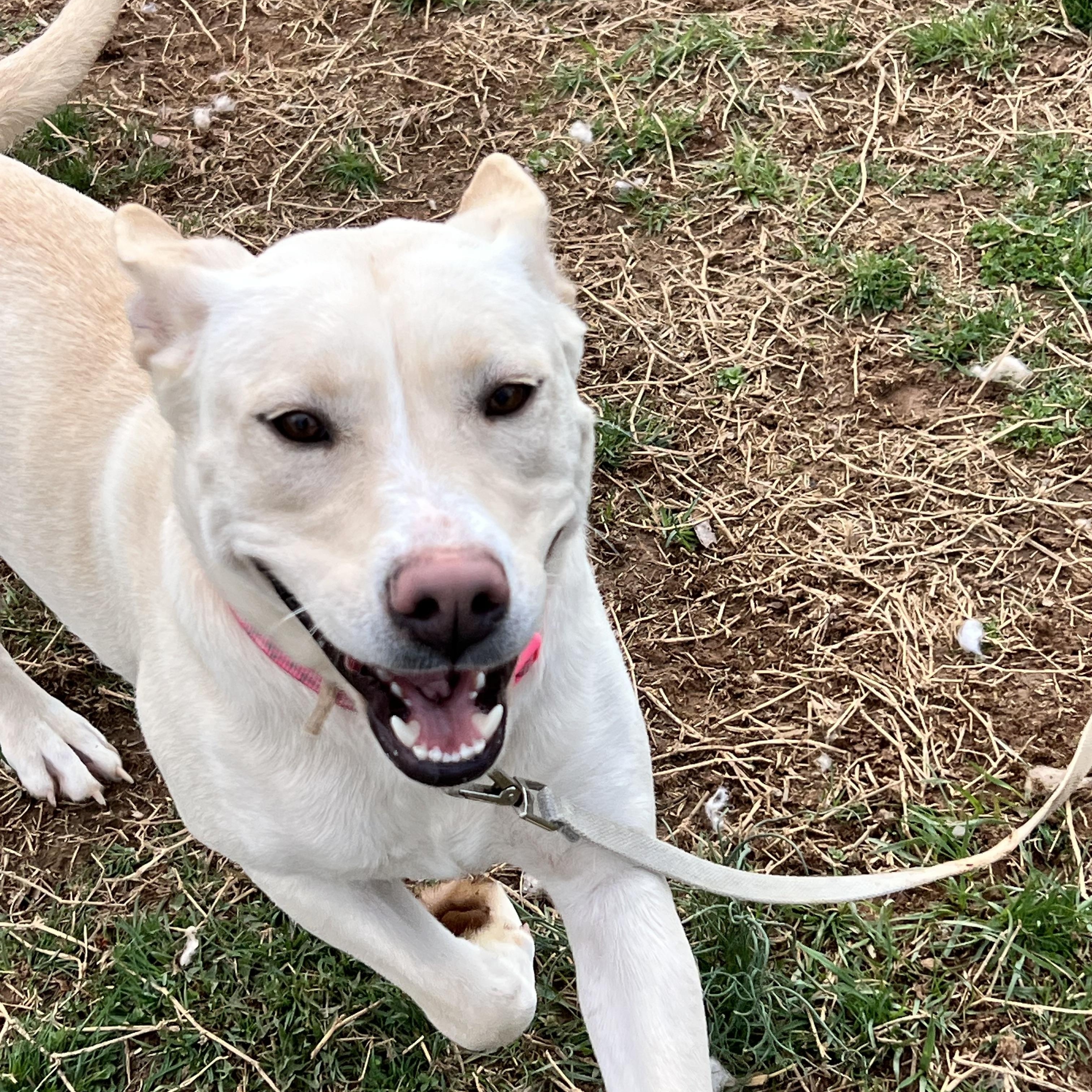 Nala, a ADOPTABLE Husky in Culpeper, VA image 3/6