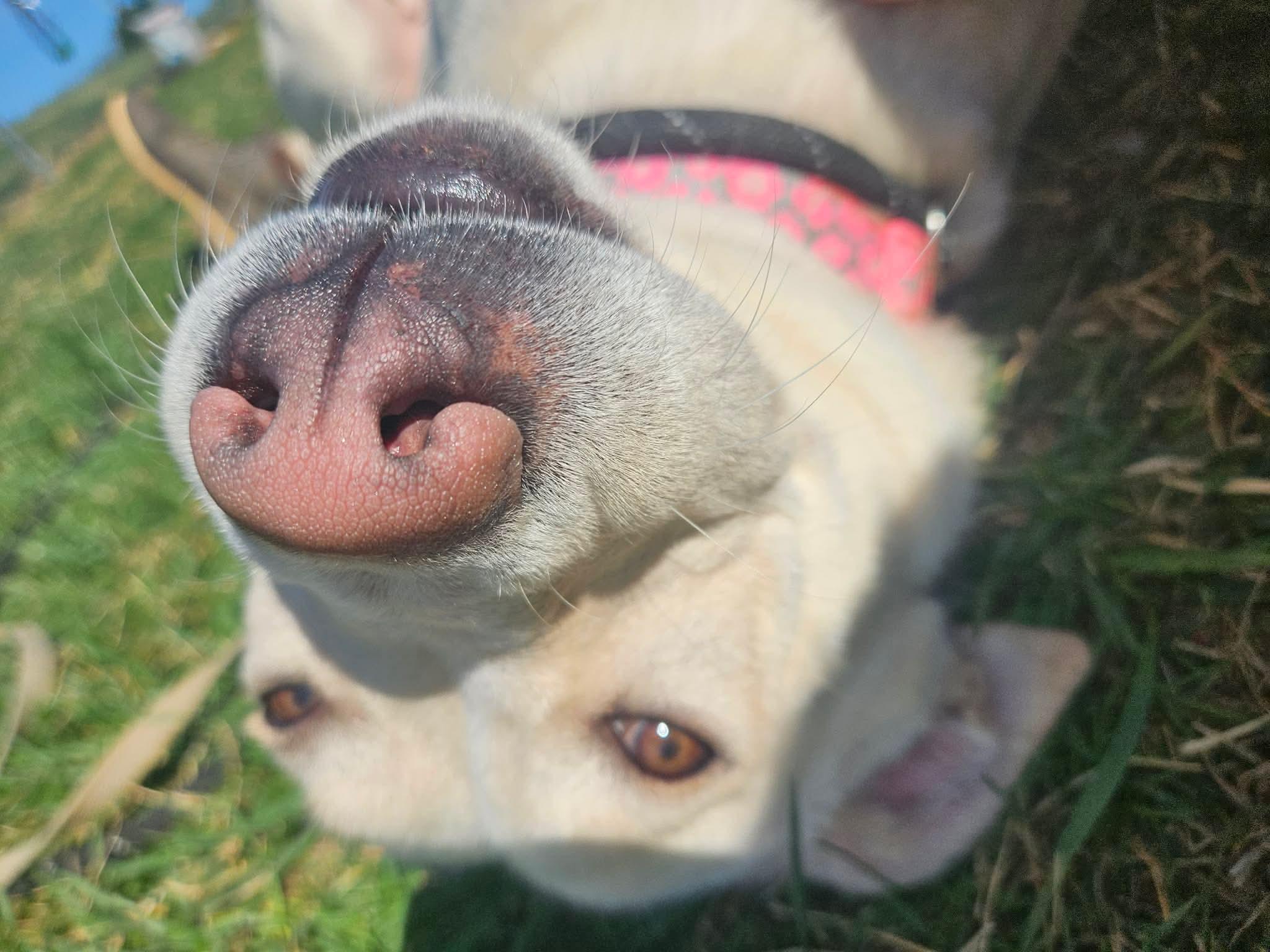Nala, a ADOPTABLE Husky in Culpeper, VA image 4/6