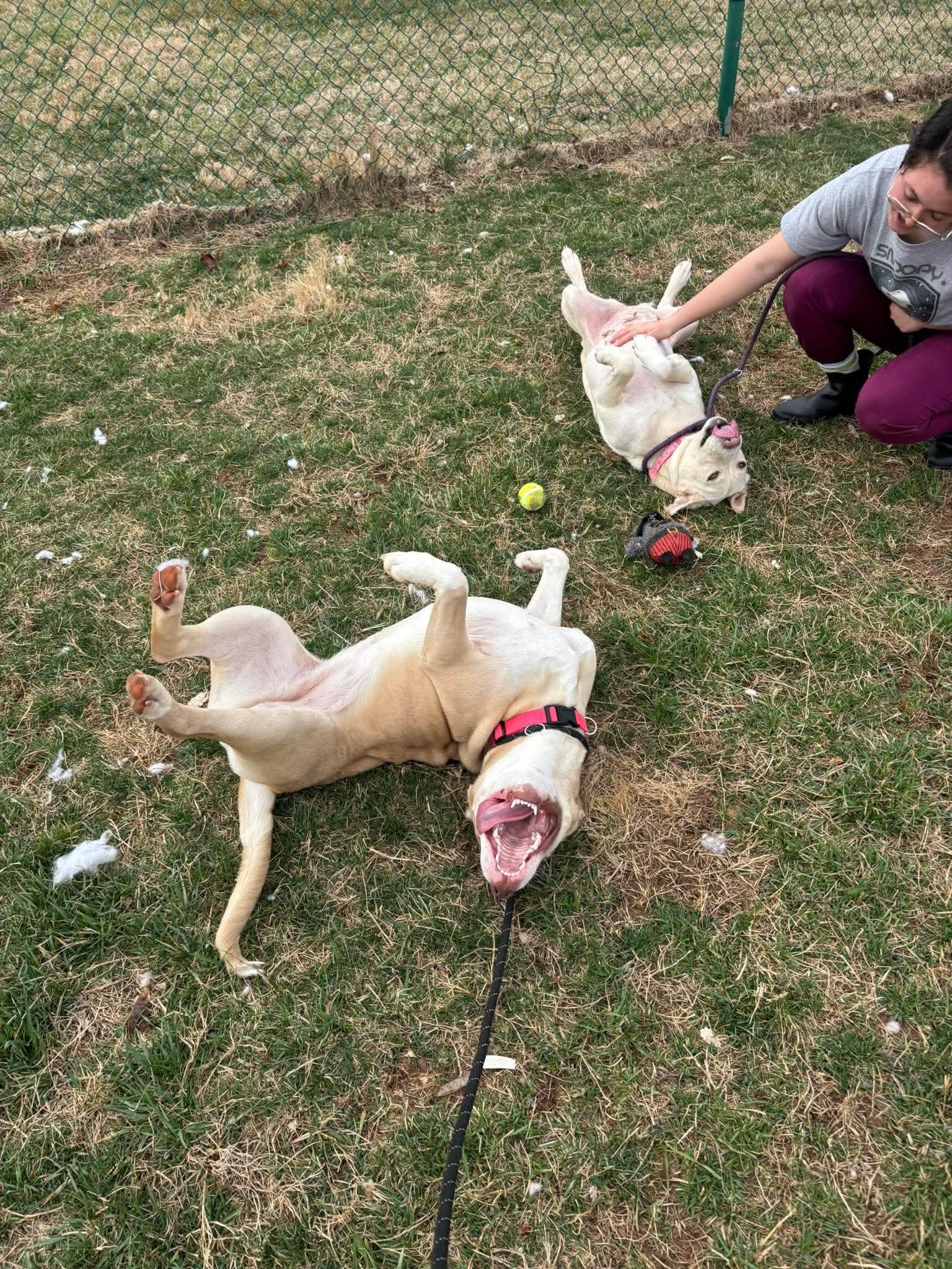 Nala, a ADOPTABLE Husky in Culpeper, VA image 6/6
