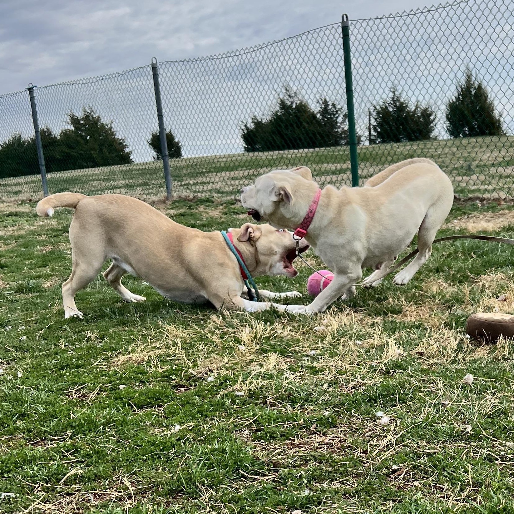 Nala, a ADOPTABLE Husky in Culpeper, VA image 5/6
