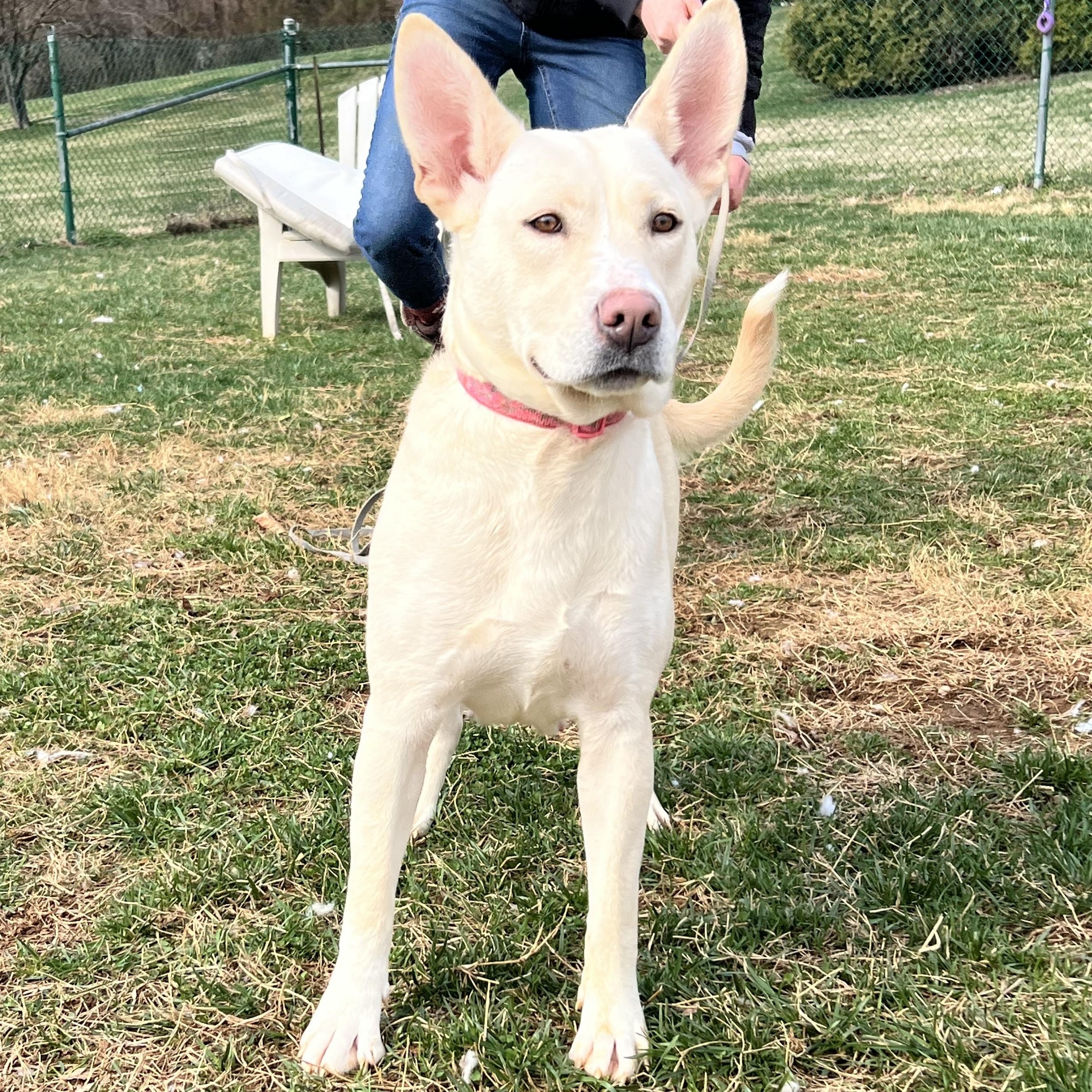 Nala, ADOPTABLE, Young Female Husky.