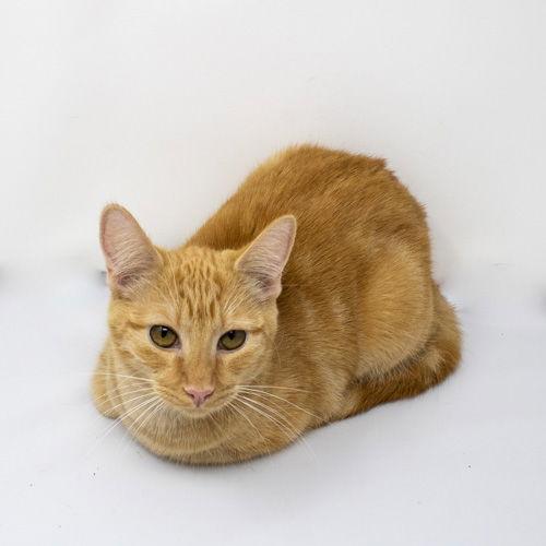 Keen, Adoptable, Kitten Female Domestic Short Hair.