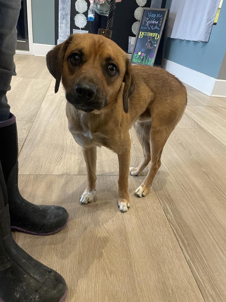 Barley, a Adoptable mixed breed in Dickson, TN image 1/3