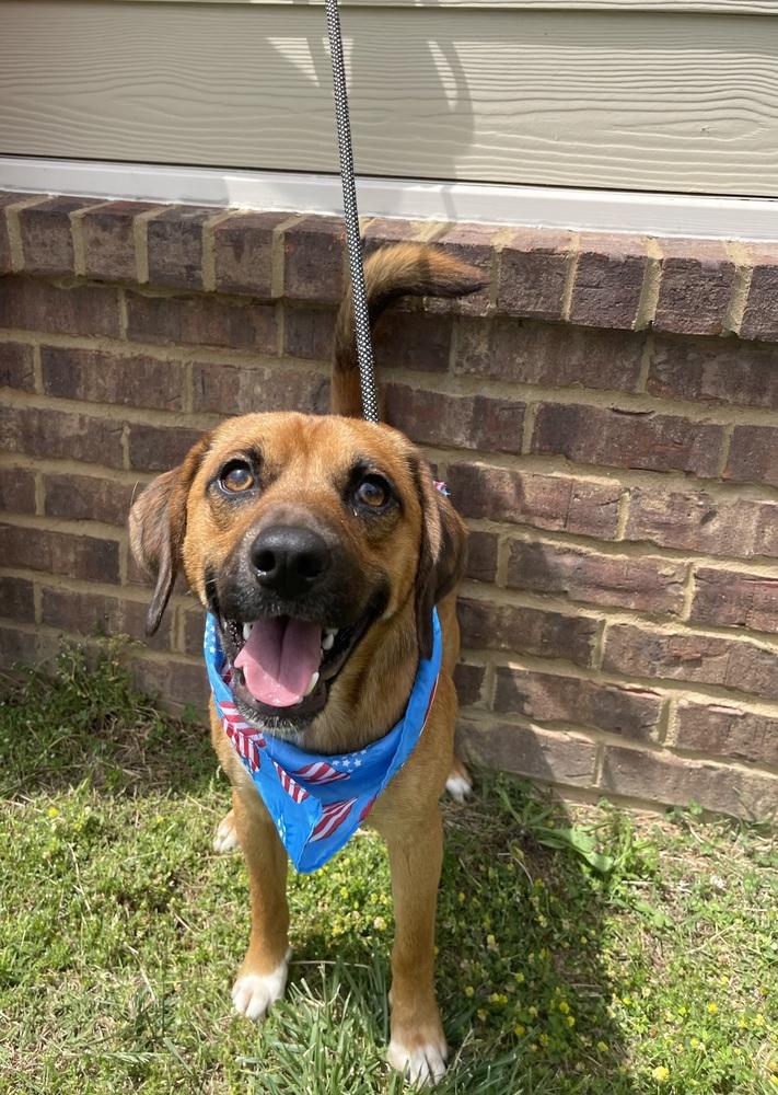 Barley, a Adoptable mixed breed in Dickson, TN image 3/3