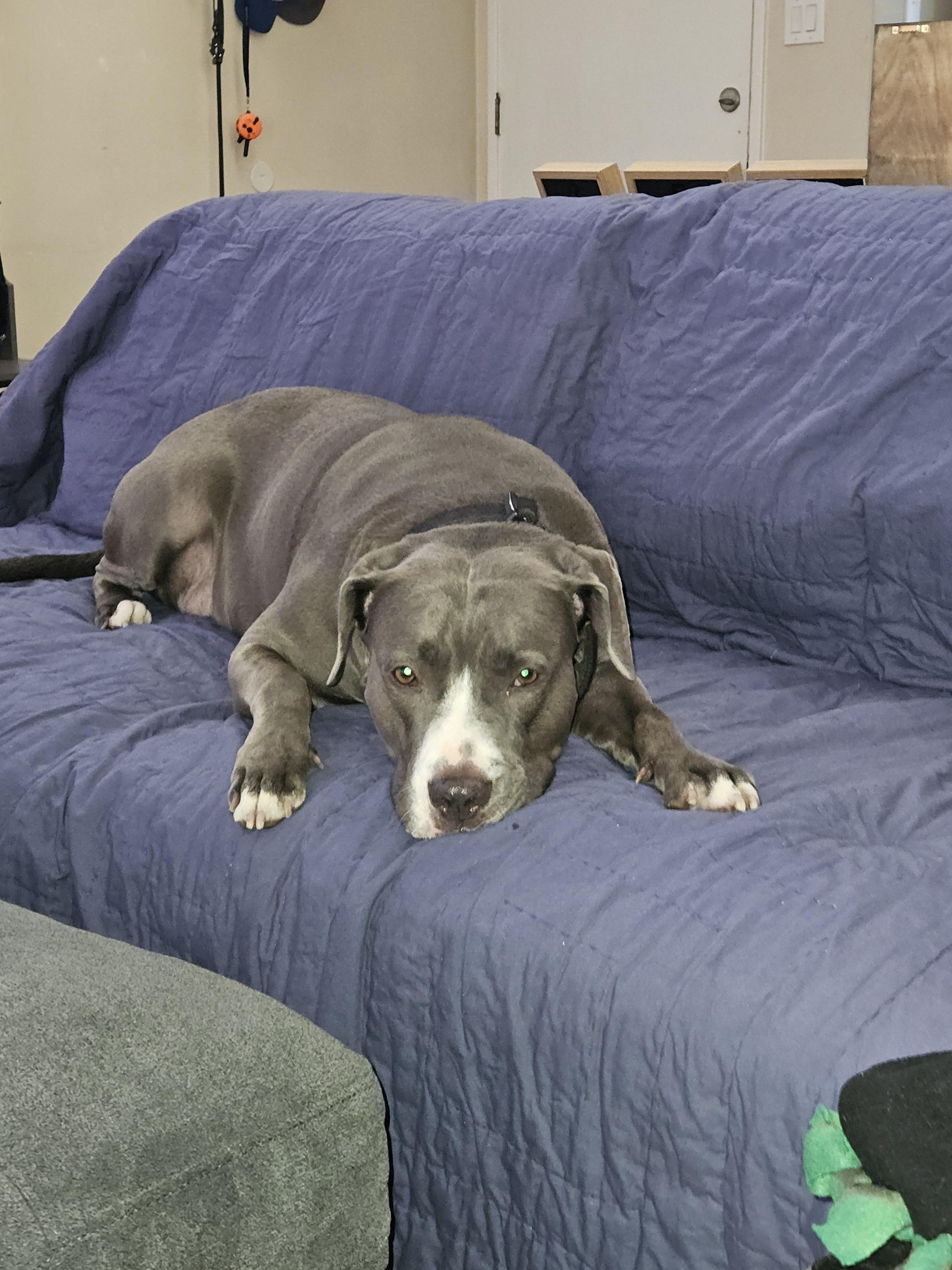 Monty, Adoptable, Adult Male Pit Bull Terrier & Redbone Coonhound.