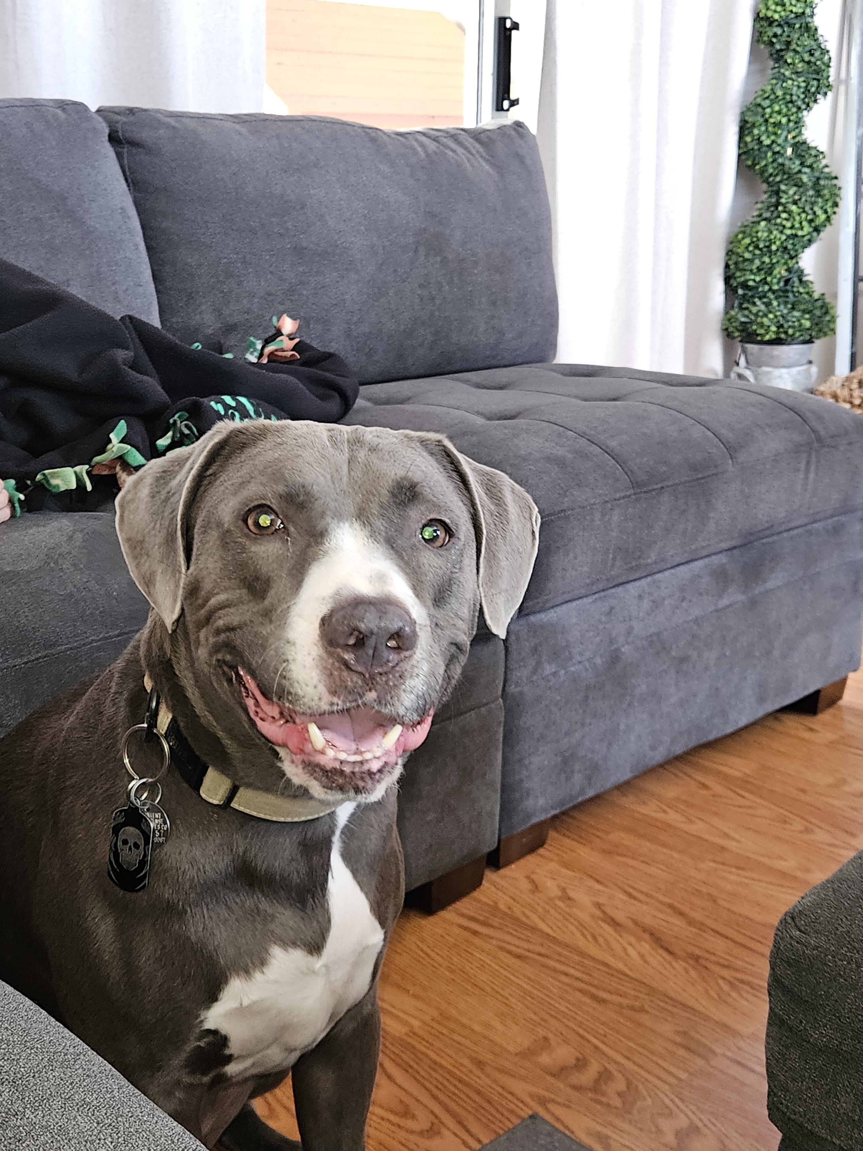 Monty, a Adoptable mixed breed in Los Angeles, CA image 2/3