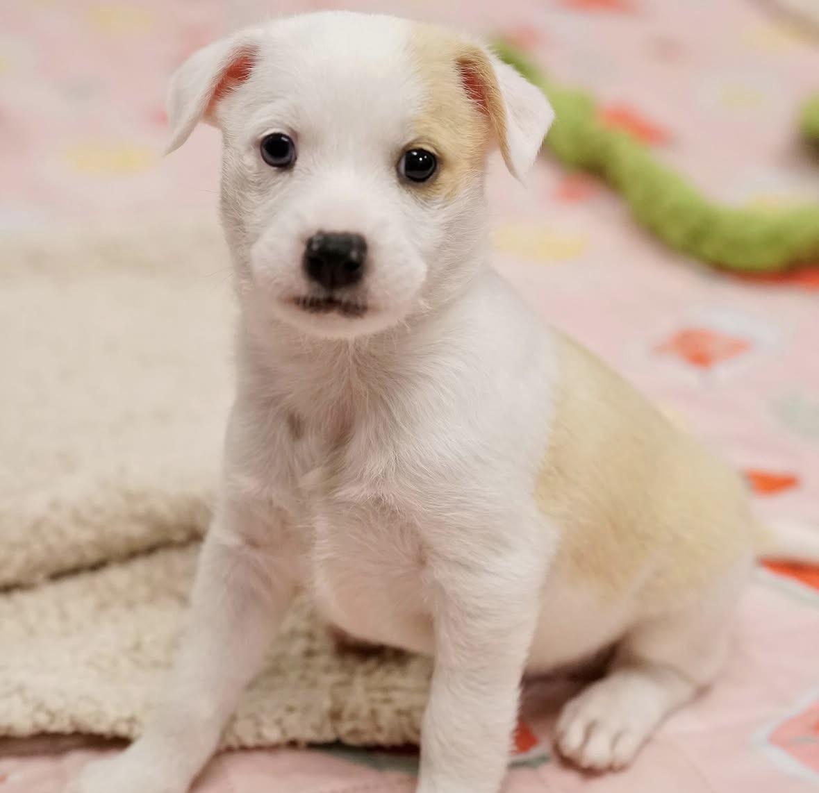 Enlarge Molly, a ADOPTABLE mixed breed in Pasadena, CA image 1/3