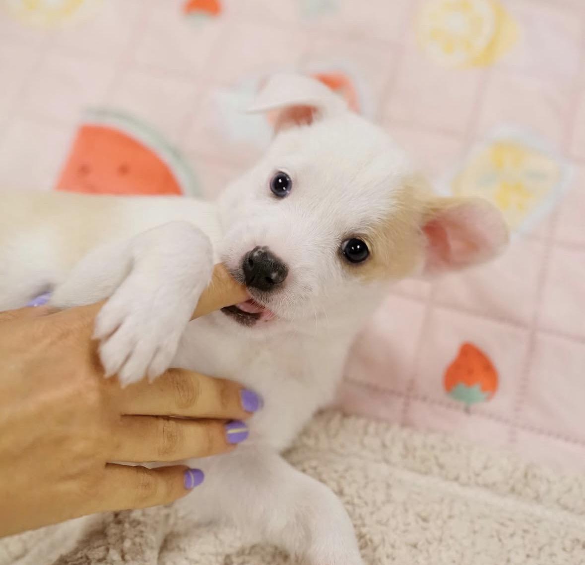 Enlarge Molly, a ADOPTABLE mixed breed in Pasadena, CA image 2/3
