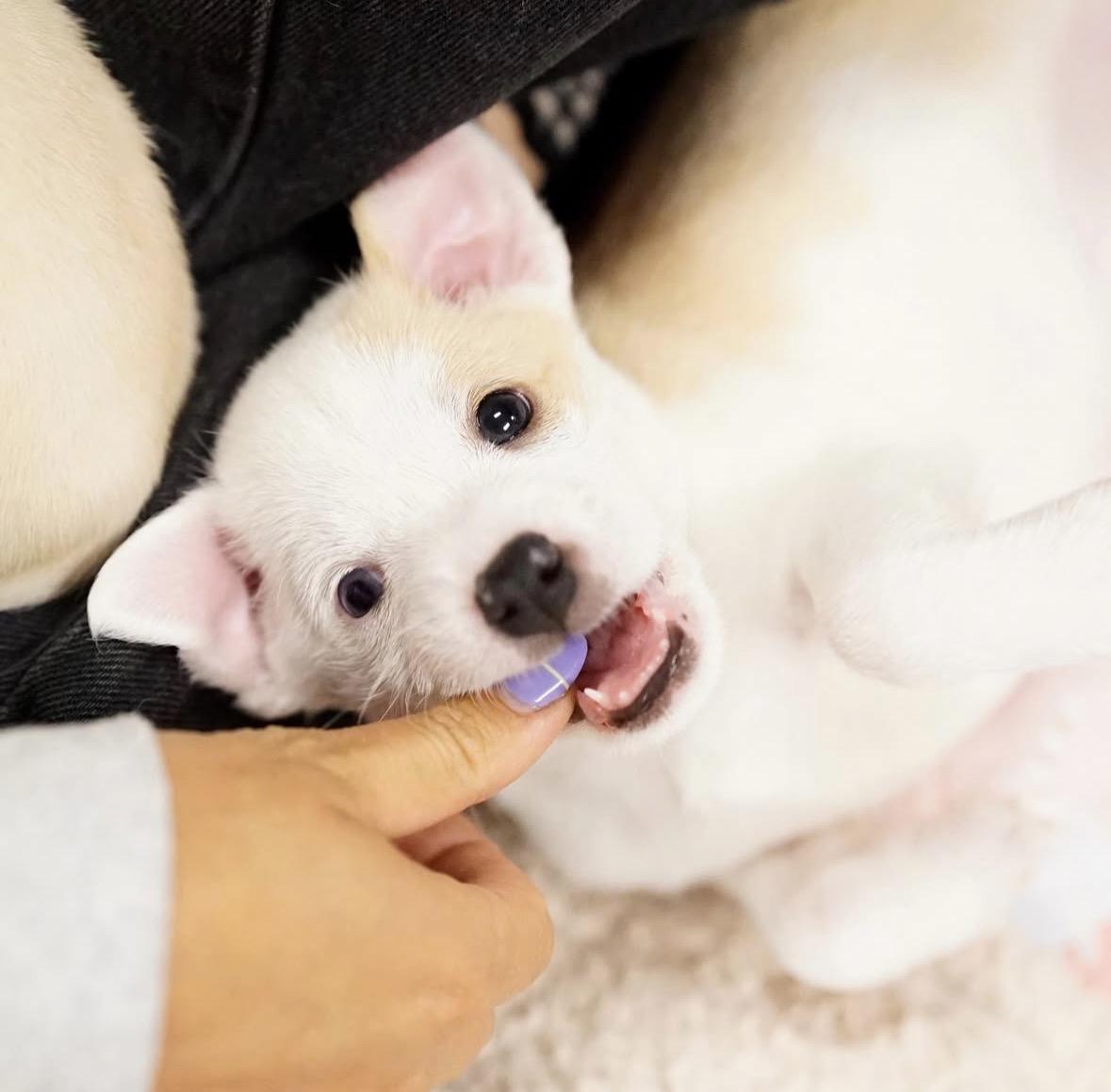 Enlarge Molly, a ADOPTABLE mixed breed in Pasadena, CA image 3/3