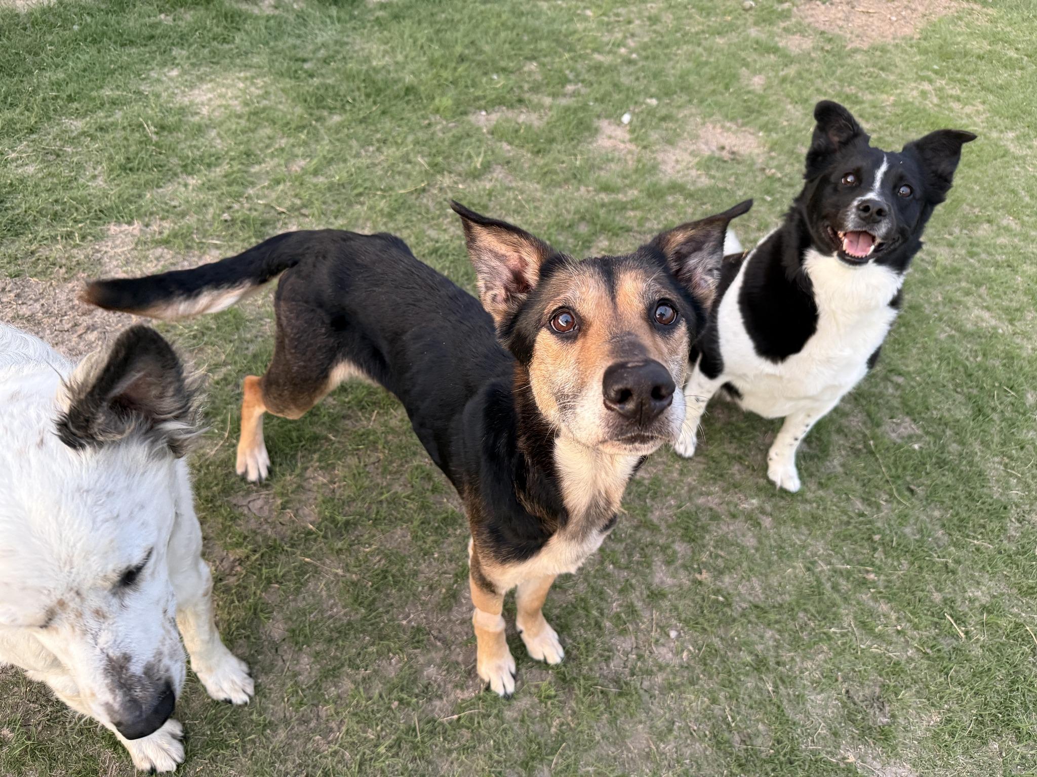 Anna, a ADOPTABLE mixed breed in Great Bend, KS image 4/4