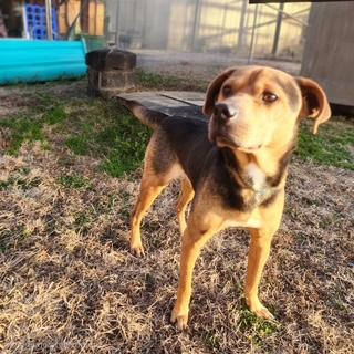 Enlarge Scout, a Adoptable mixed breed in Manhasset, NY image 2/5