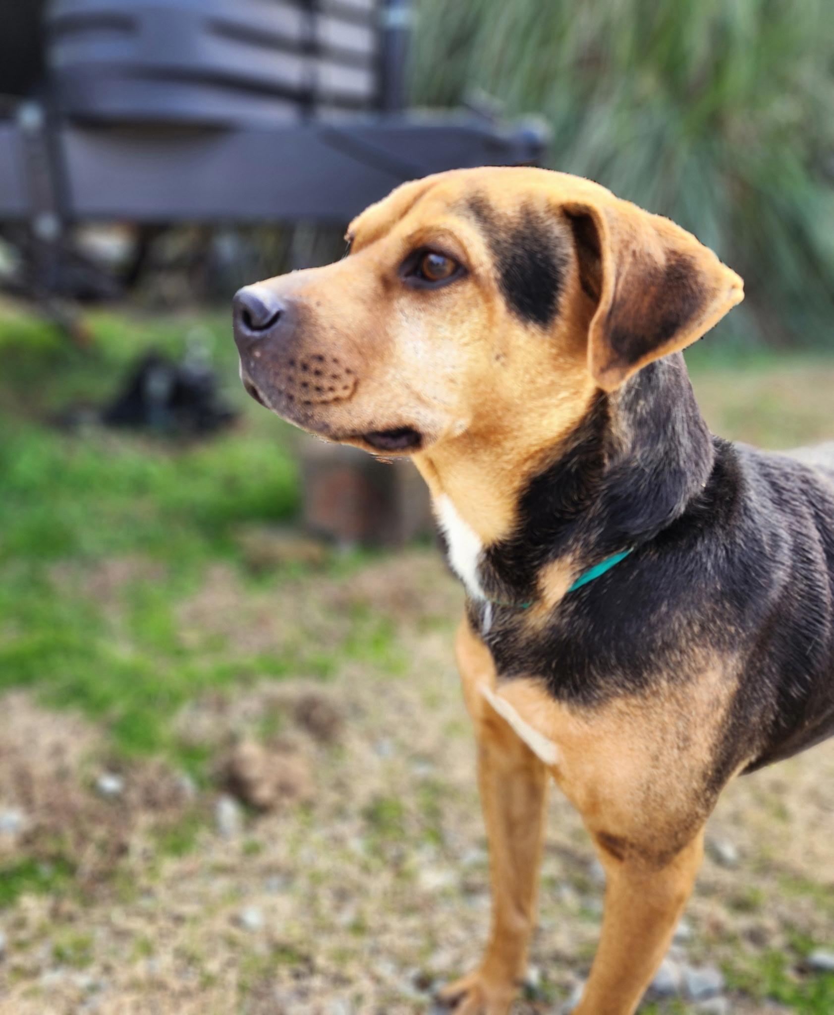 Scout, Adoptable, Young Male Beagle.
