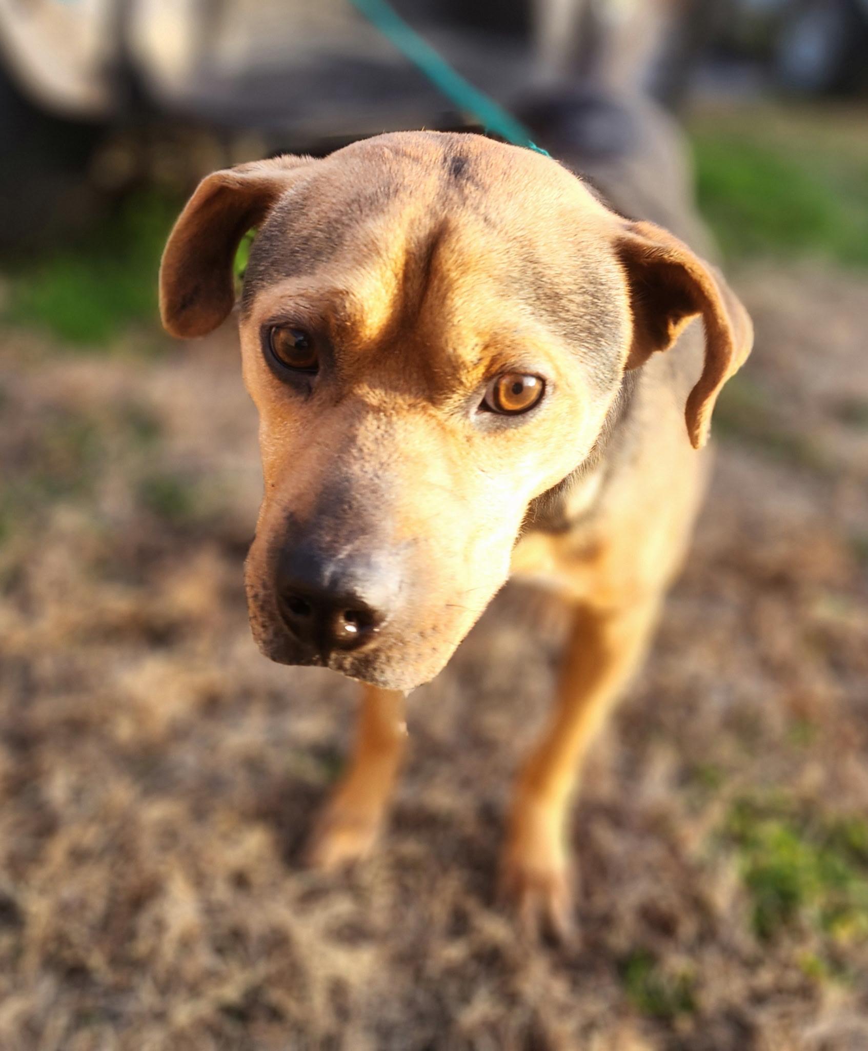 Enlarge Scout, a Adoptable mixed breed in Manhasset, NY image 3/5