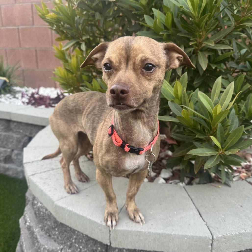 Cece, a Adoptable mixed breed in Las Vegas, NV image 1/4