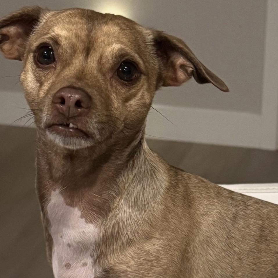 Cece, Adoptable, Adult Female Chihuahua & Mixed Breed.